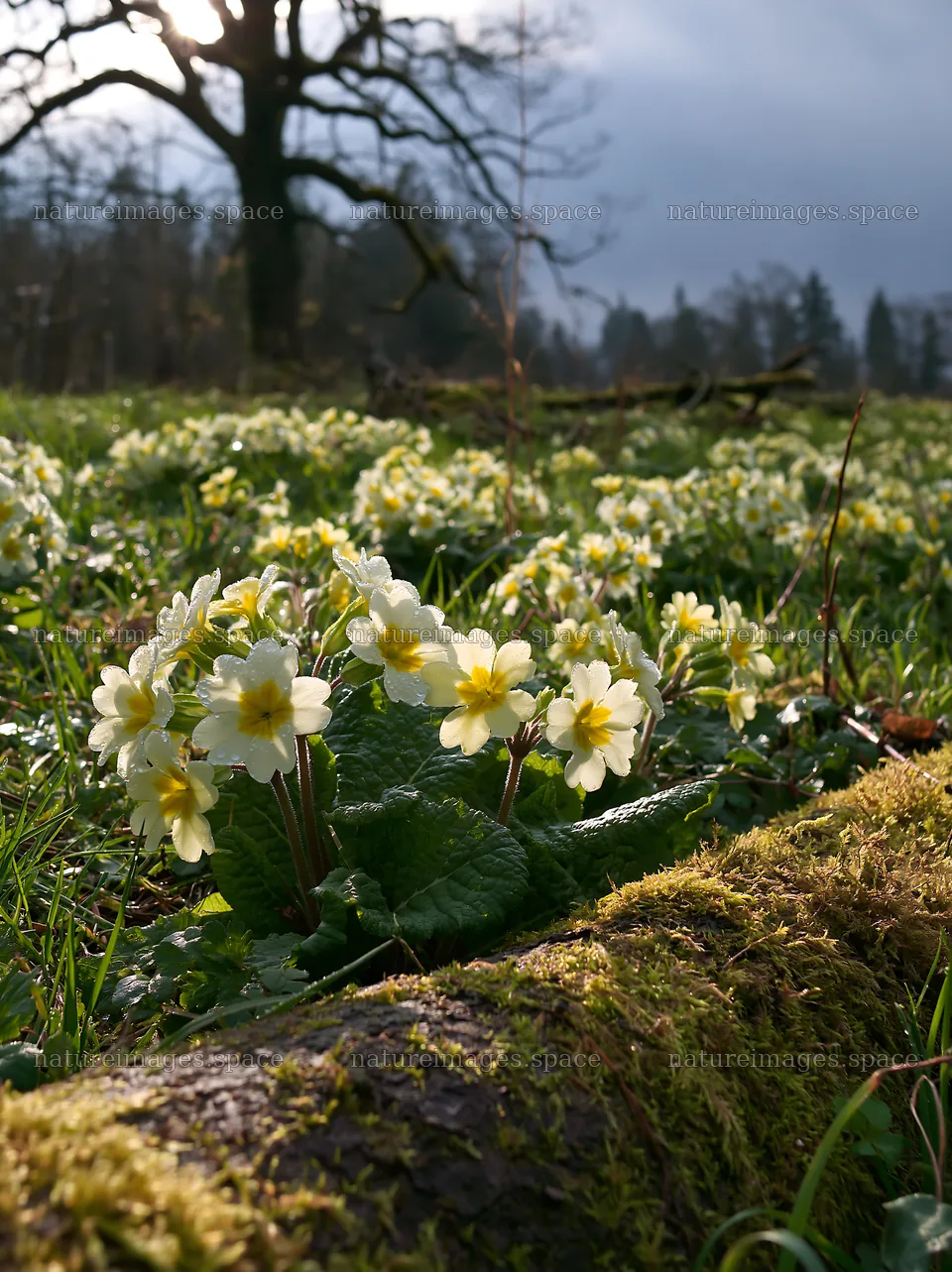 Gifu low carbon meadow with mossy log and blooming flowers – nature images 6866x9174
