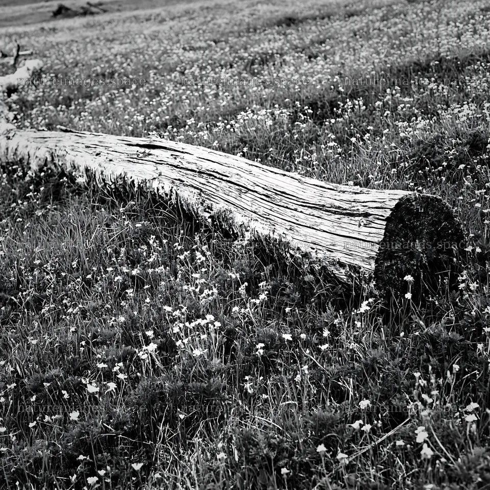 Weathered log meadow with yellow flowers and green grass – nature images 7938x7938