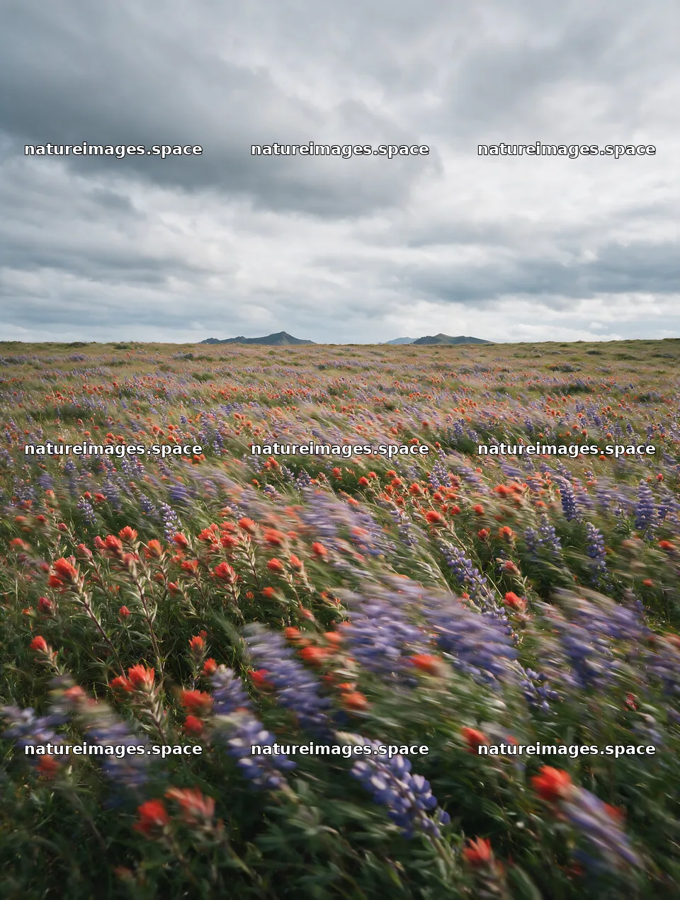 Paintbrush lupine meadow with flowers under cloudy sky – nature images 6898x9134