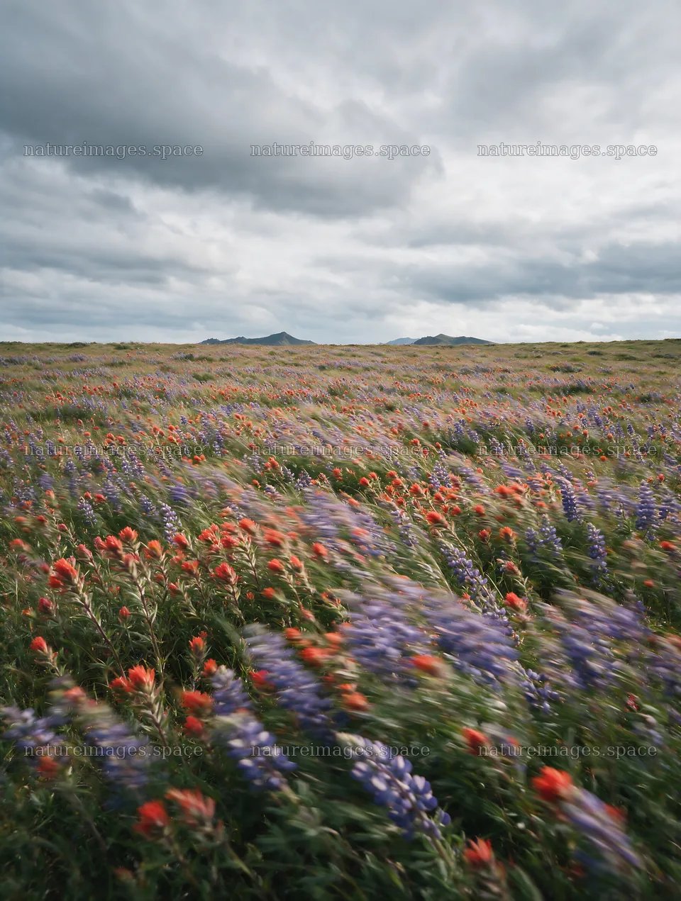 Paintbrush lupine meadow with flowers under cloudy sky – nature images 6898x9134