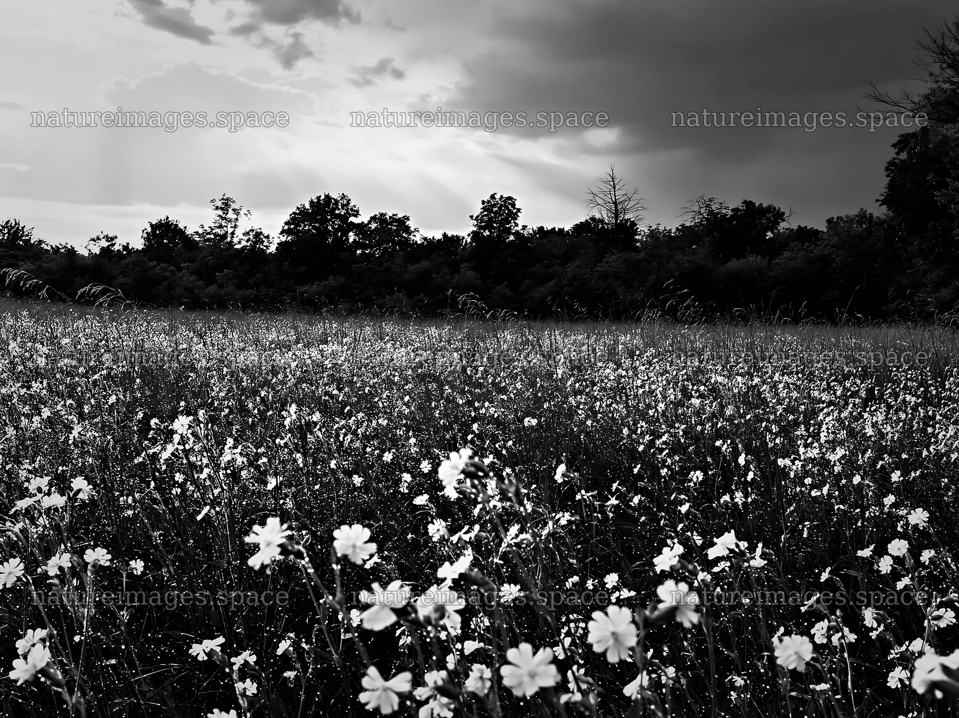 Hungarian meadow along wooded valley with flowers and cloudy sky – nature images 9174x6866