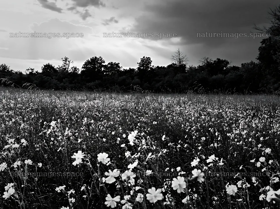 Hungarian meadow along wooded valley with flowers and cloudy sky – nature images 9174x6866