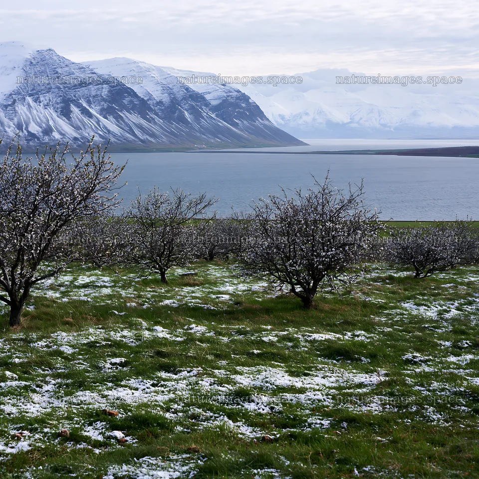 Fjord orchard meadow with snow and mountains in the background – nature images 7938x7938