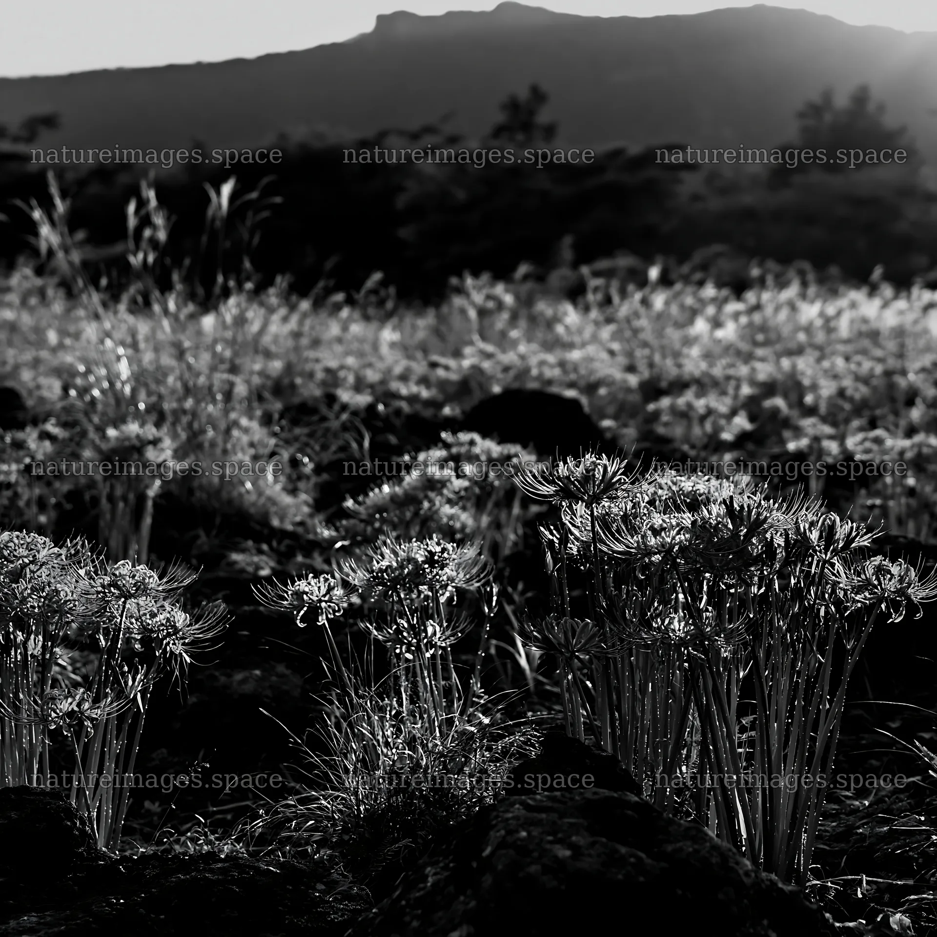 Kanagawa heat resilient meadow volcanic stones at sunset – nature images 7938x7938