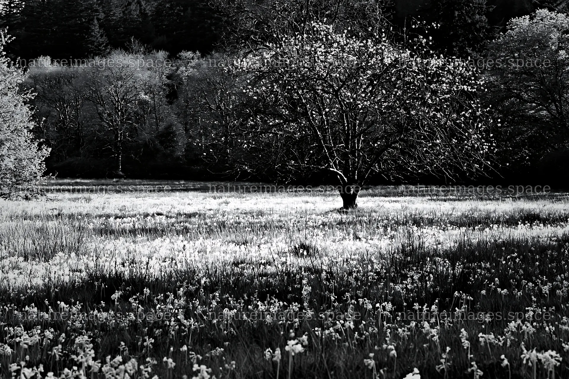 Bare branch tree in meadow with flowers during Easter season – nature images 9722x6480