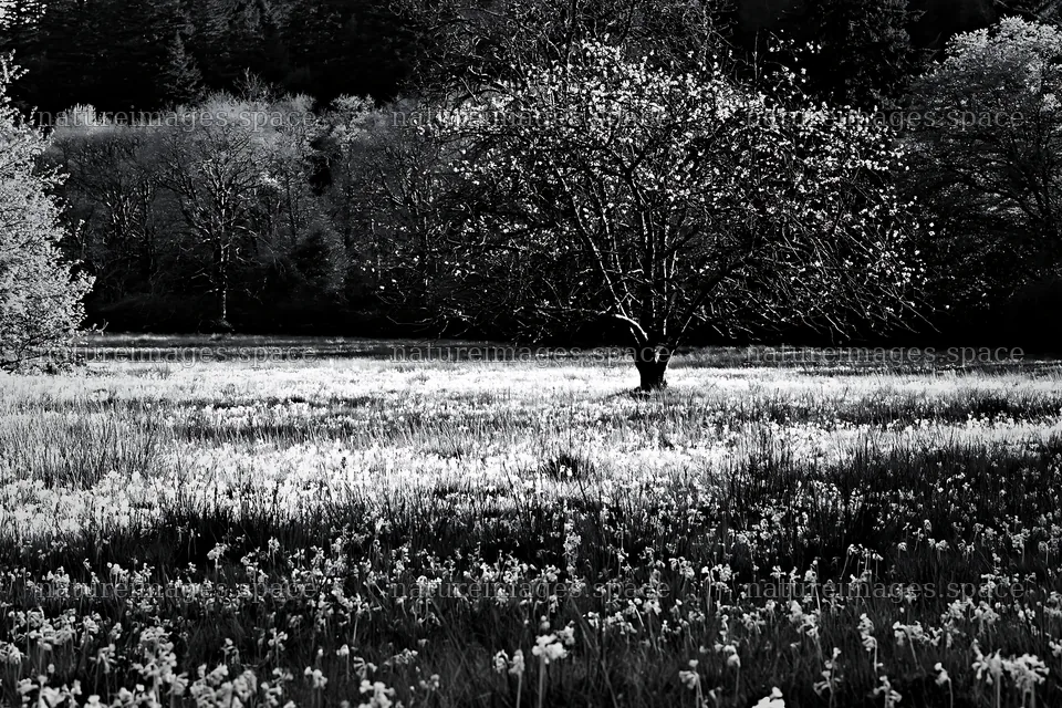 Bare branch tree in meadow with flowers during Easter season – nature images 9722x6480