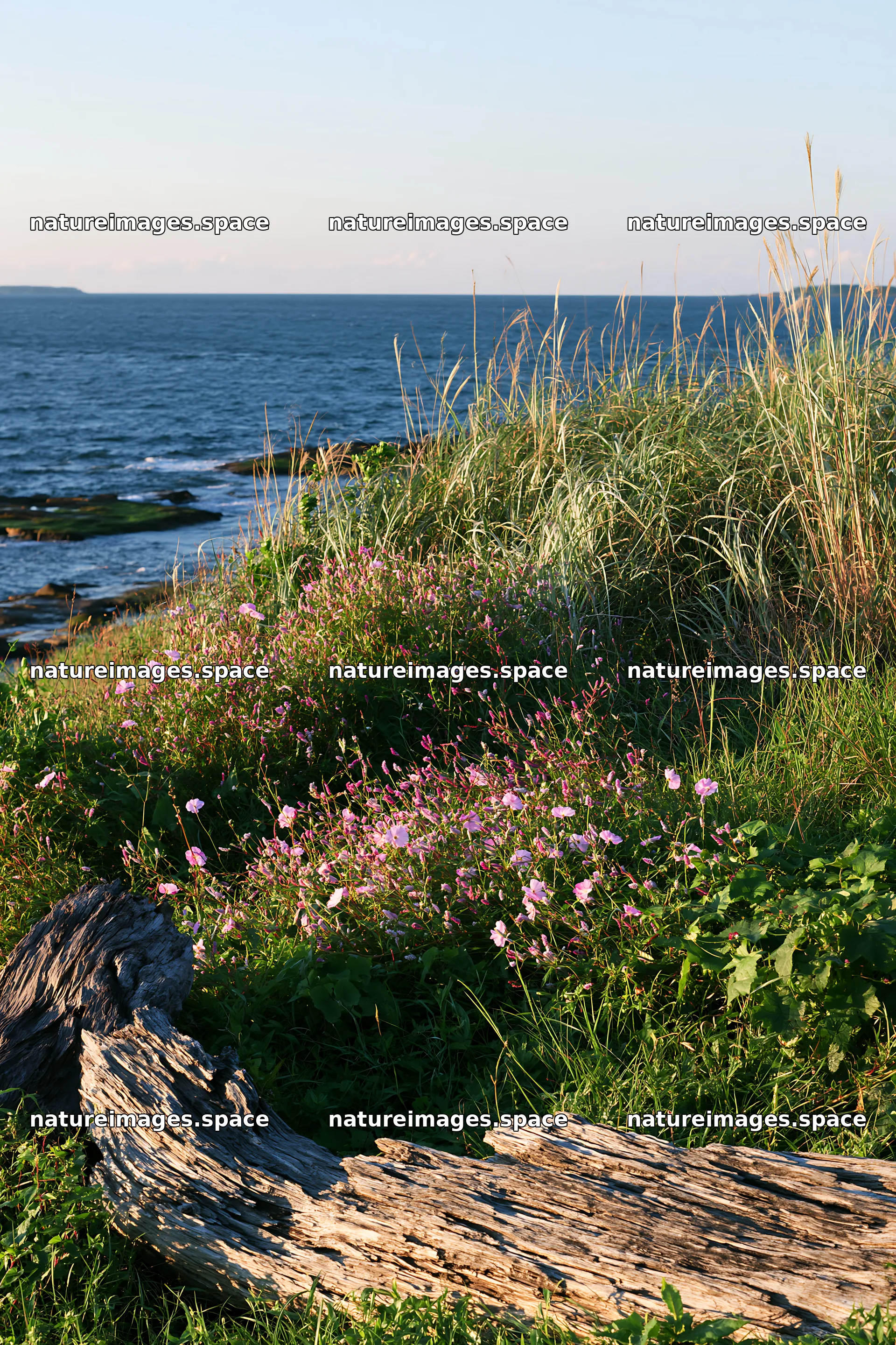 Chiba coastal climate meadow with driftwood in foreground – nature images 6480x9722