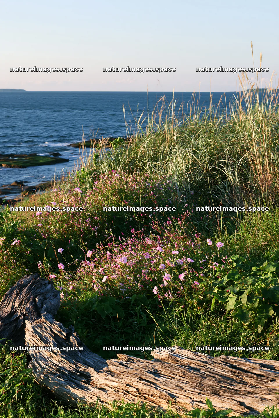 Chiba coastal climate meadow with driftwood in foreground – nature images 6480x9722