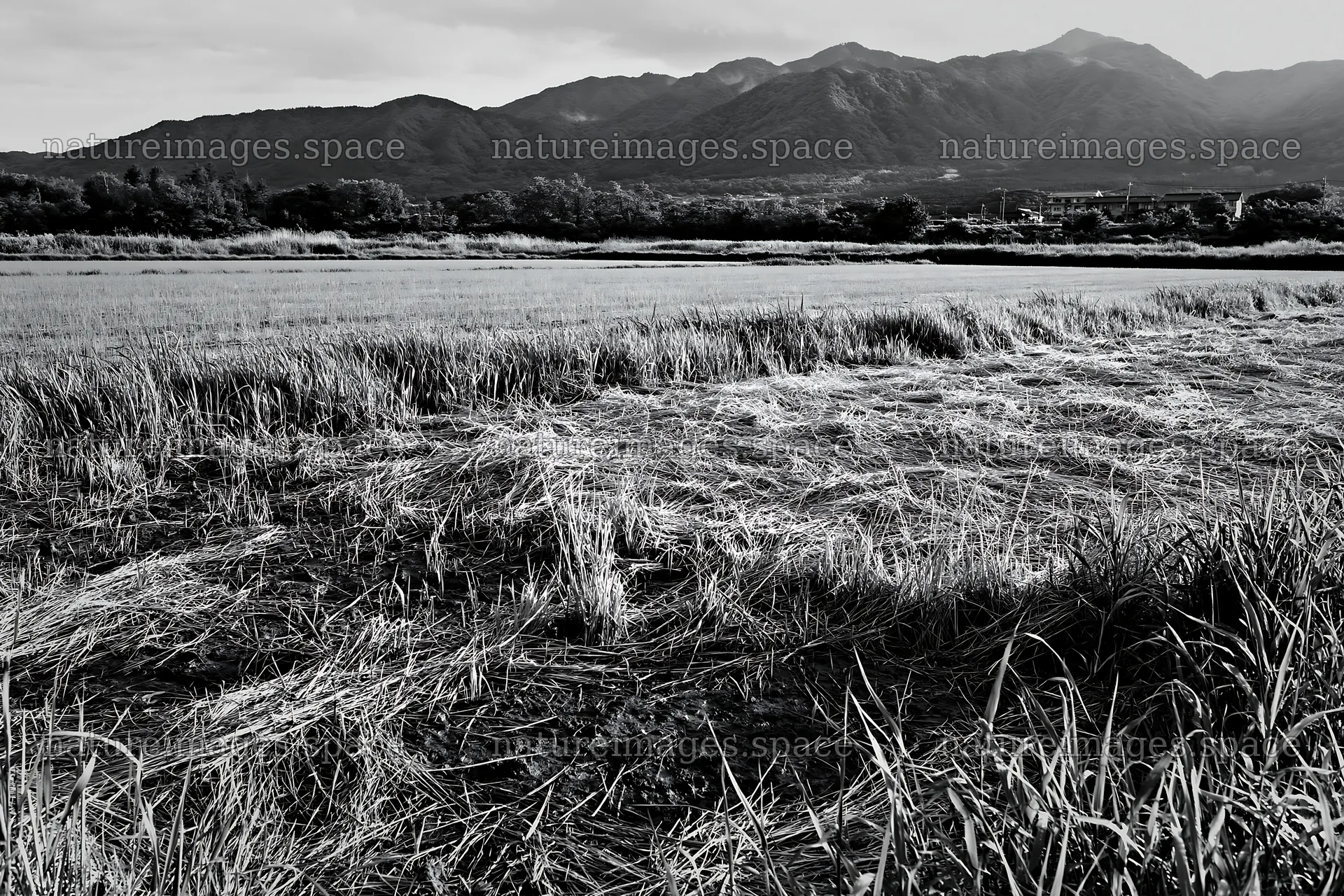 Saga floodplain meadow with reed foreground and distant mountains – nature images 9722x6480