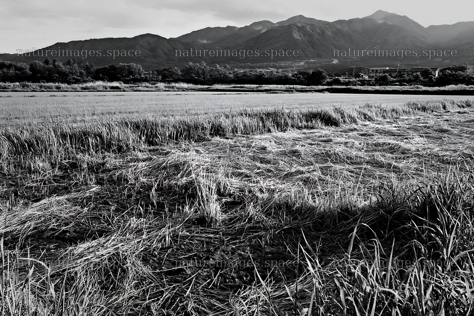 Saga floodplain meadow with reed foreground and distant mountains – nature images 9722x6480