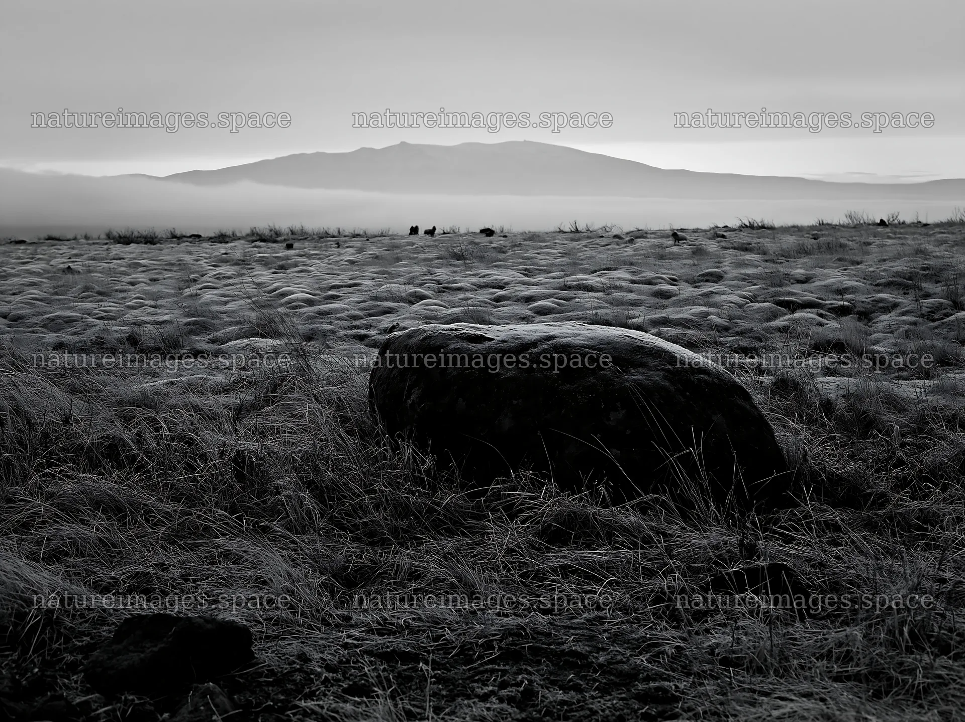 Aomori climate resilient meadow with boulder at sunrise – nature images 9174x6866