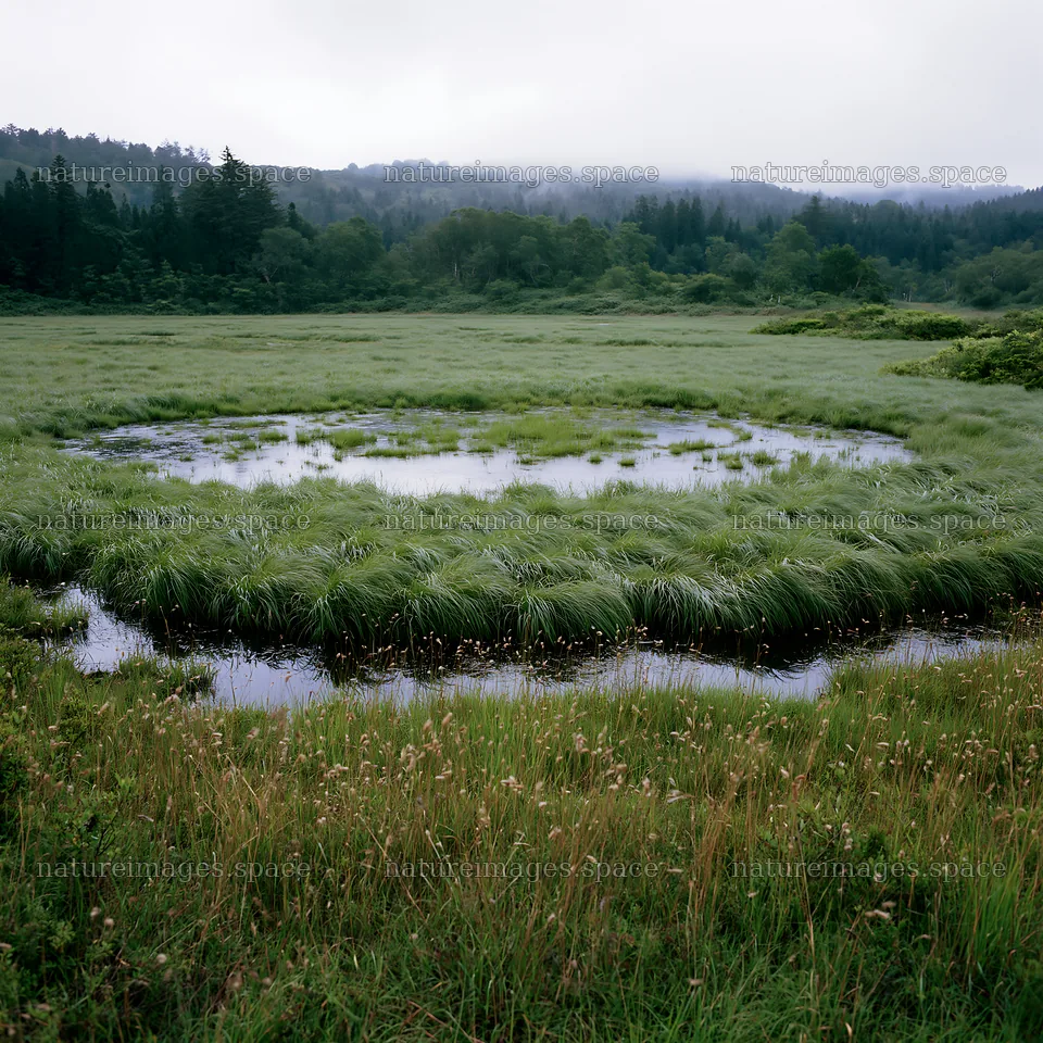 Iwate rain refreshed meadow seedhead foreground – nature images 7938x7938