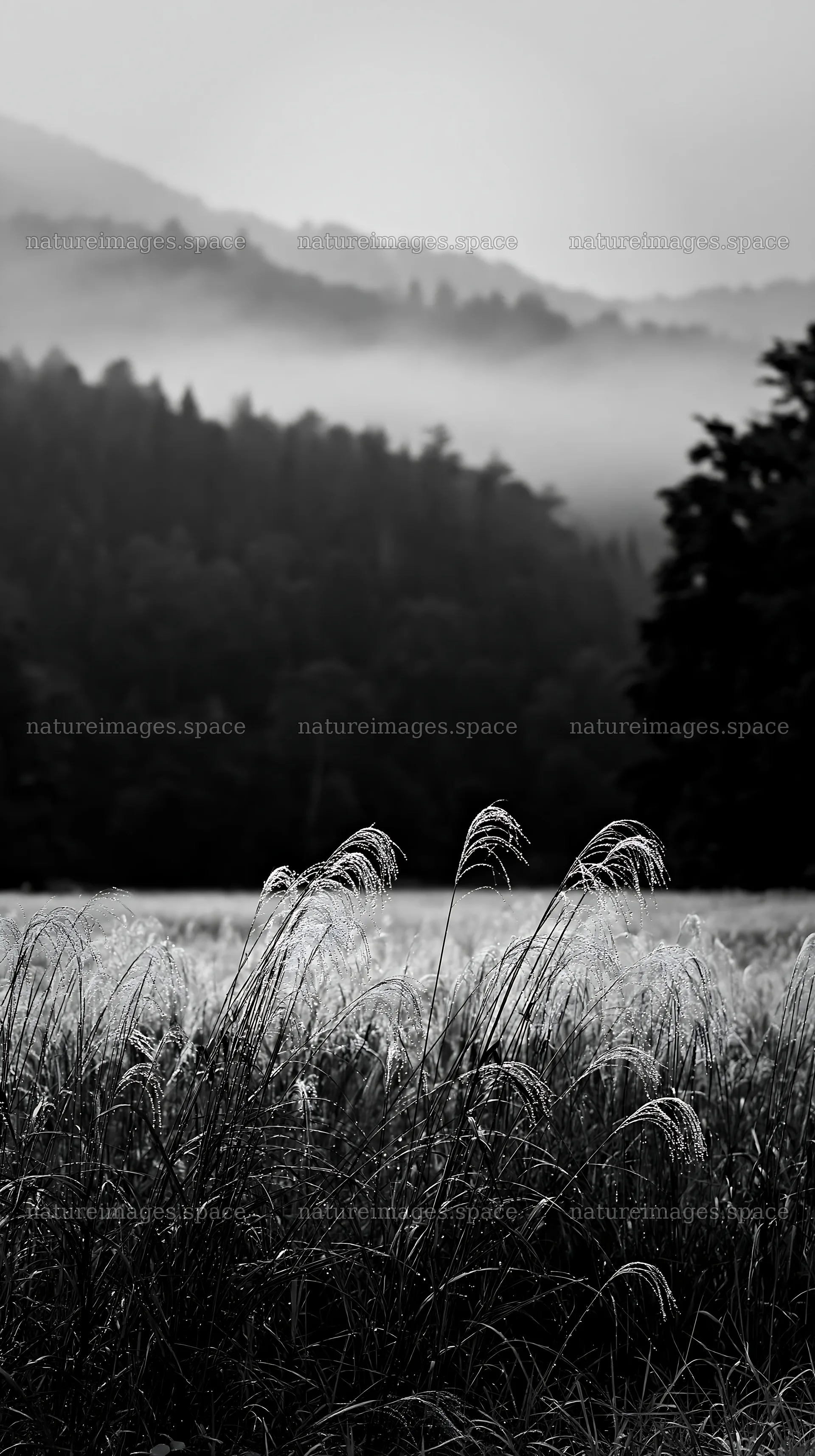 Fukui native grass meadow rain droplets glisten in the morning – nature images 5938x10608