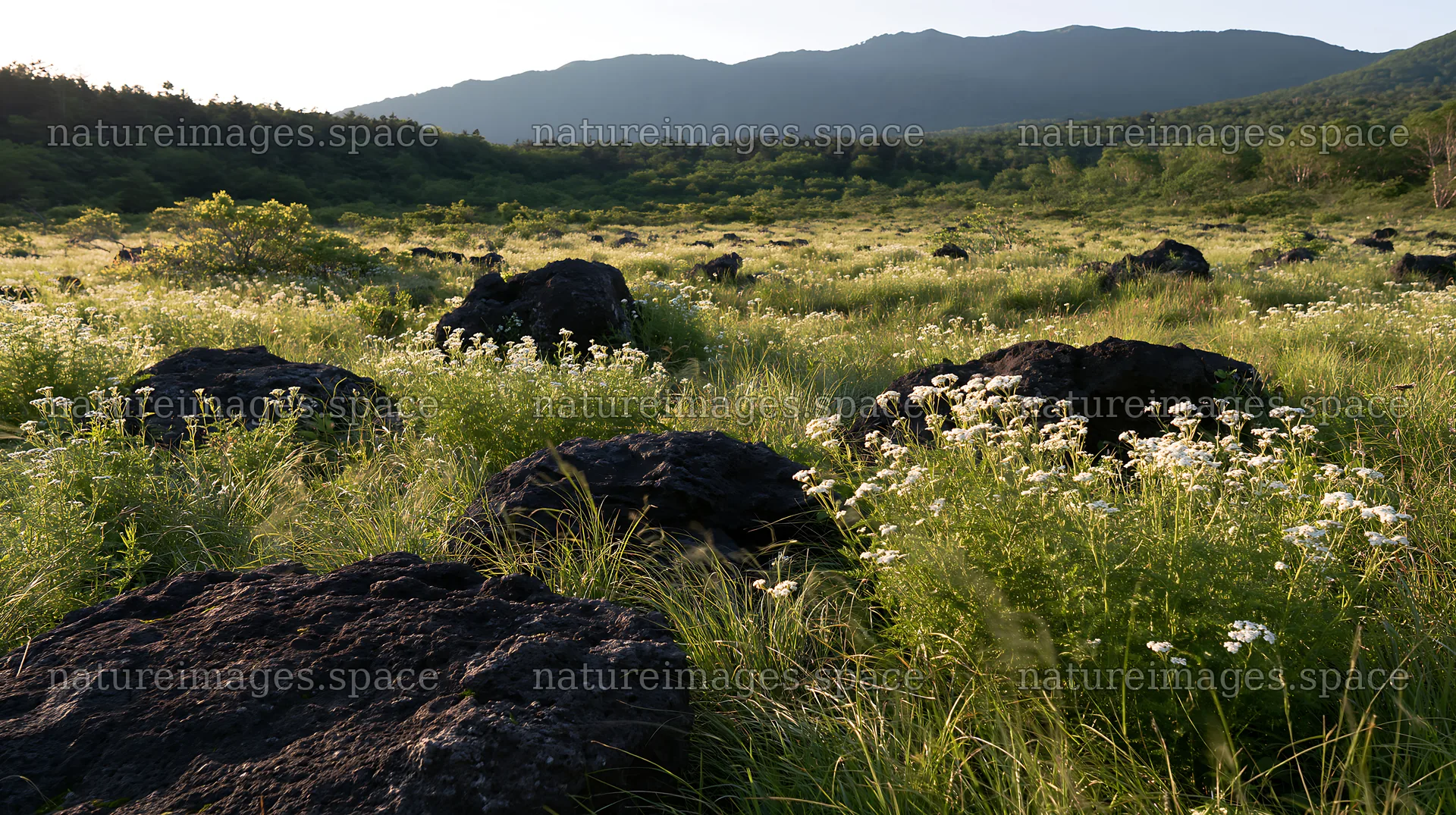 Yamanashi regenerative meadow with basalt stones under sunlight – nature images 10608x5938