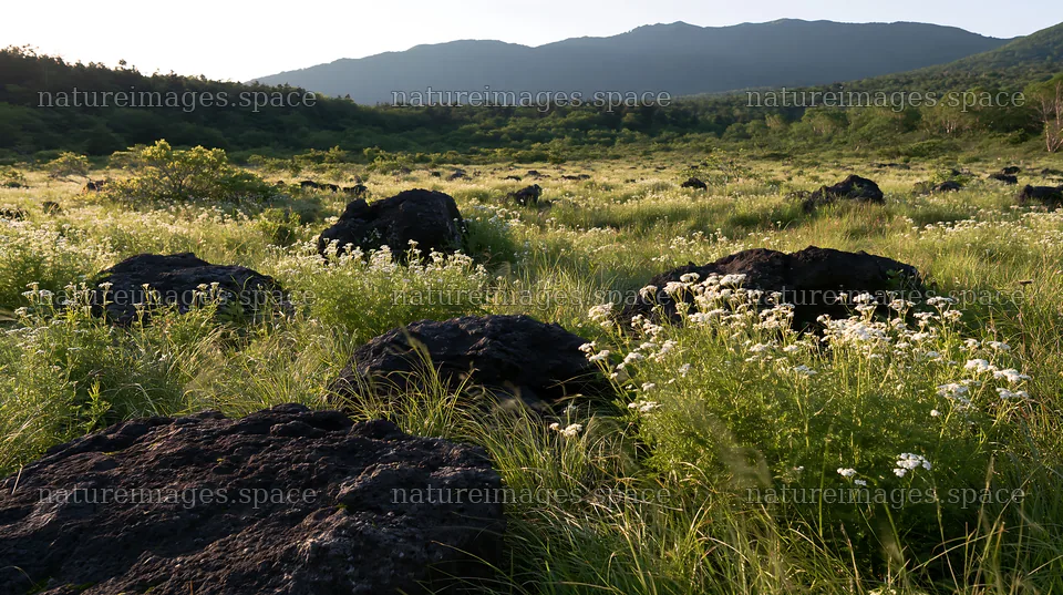 Yamanashi regenerative meadow with basalt stones under sunlight – nature images 10608x5938