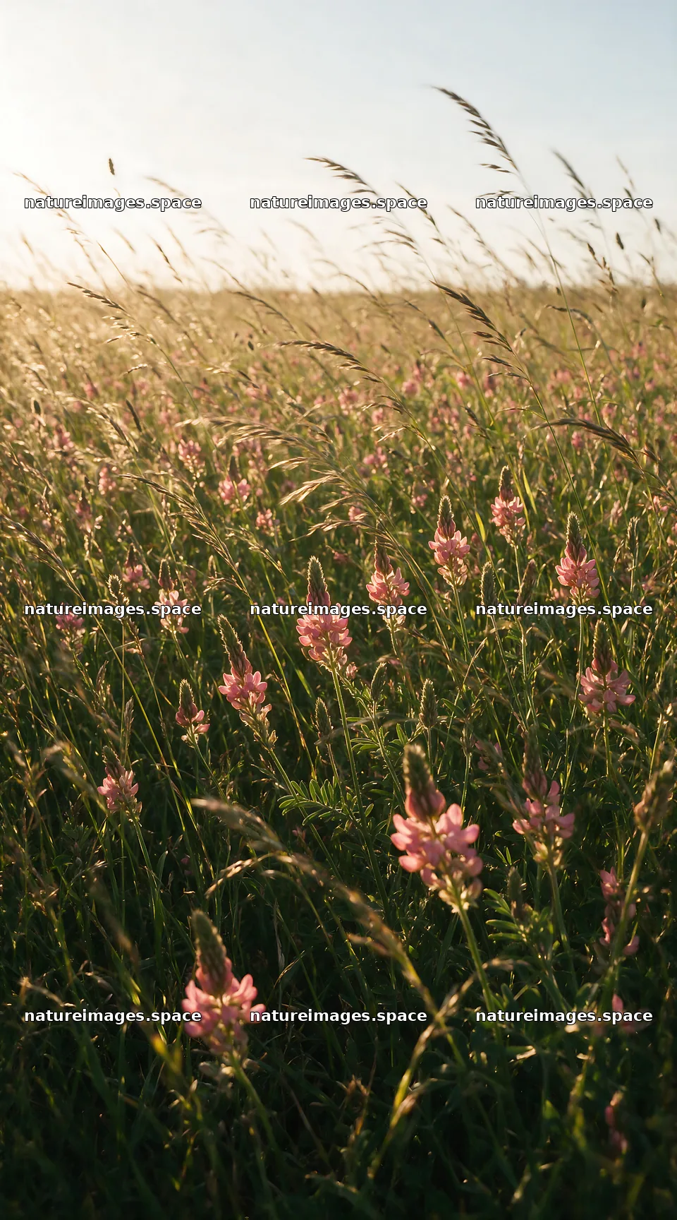Rewilded meadow with pink flowers and tall grasses – nature images 5916x10648
