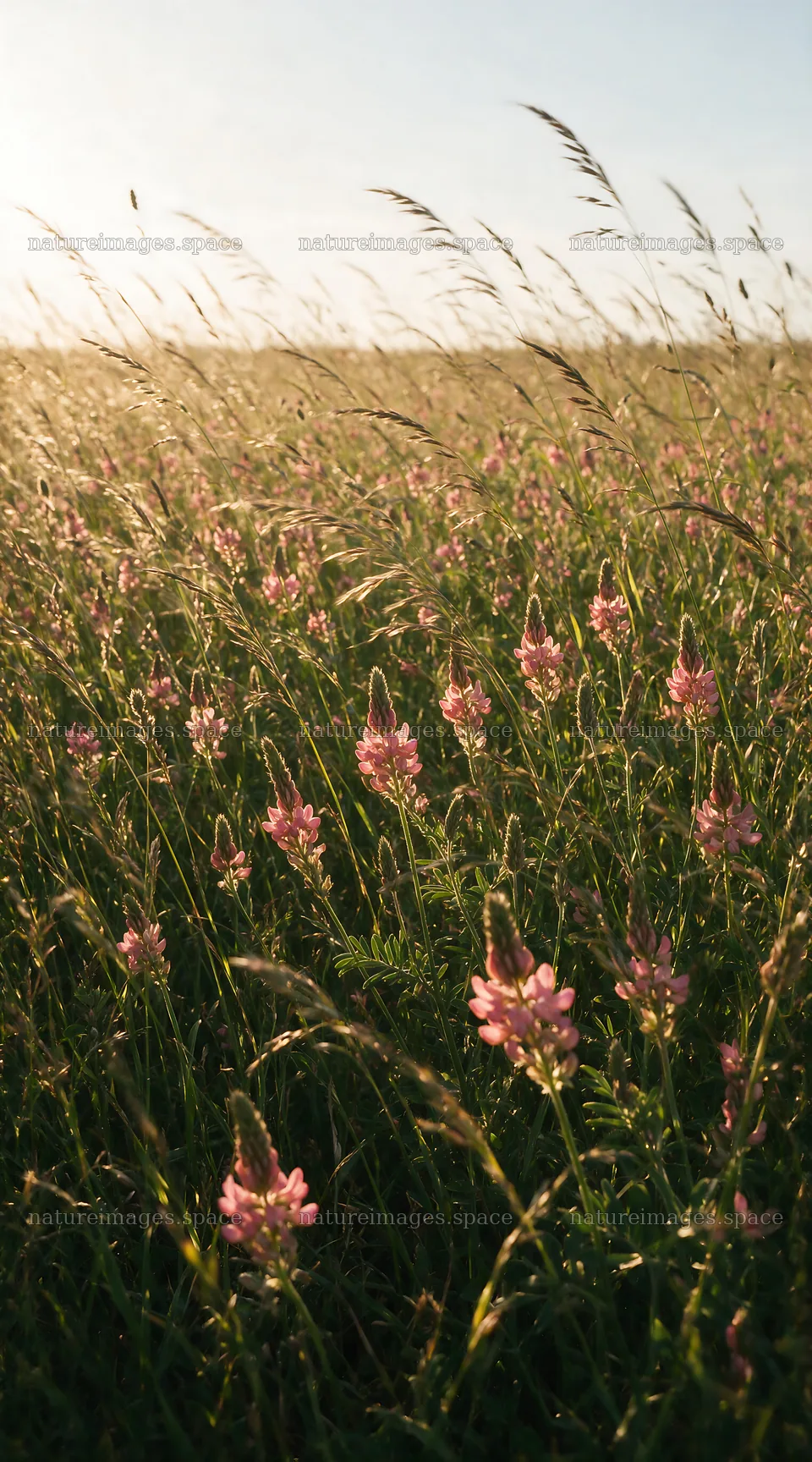 Rewilded meadow with pink flowers and tall grasses – nature images 5916x10648