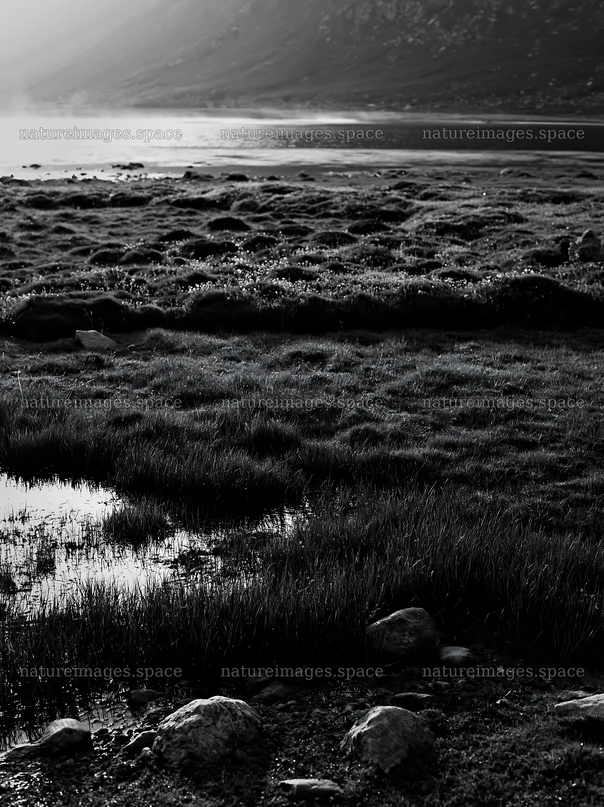 Regenerative meadow with water reflections at dusk in nature – nature images 6866x9174
