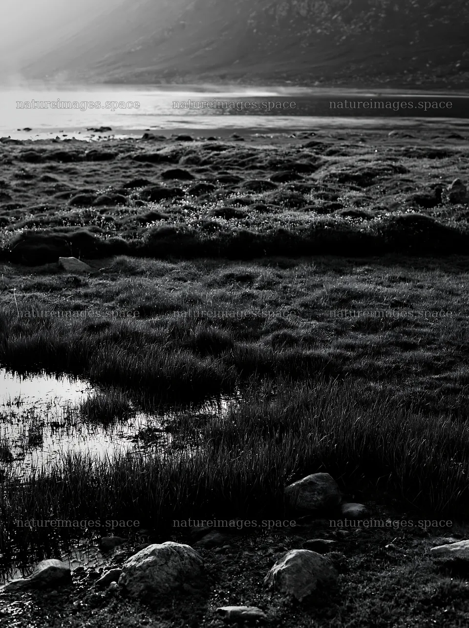 Regenerative meadow with water reflections at dusk in nature – nature images 6866x9174