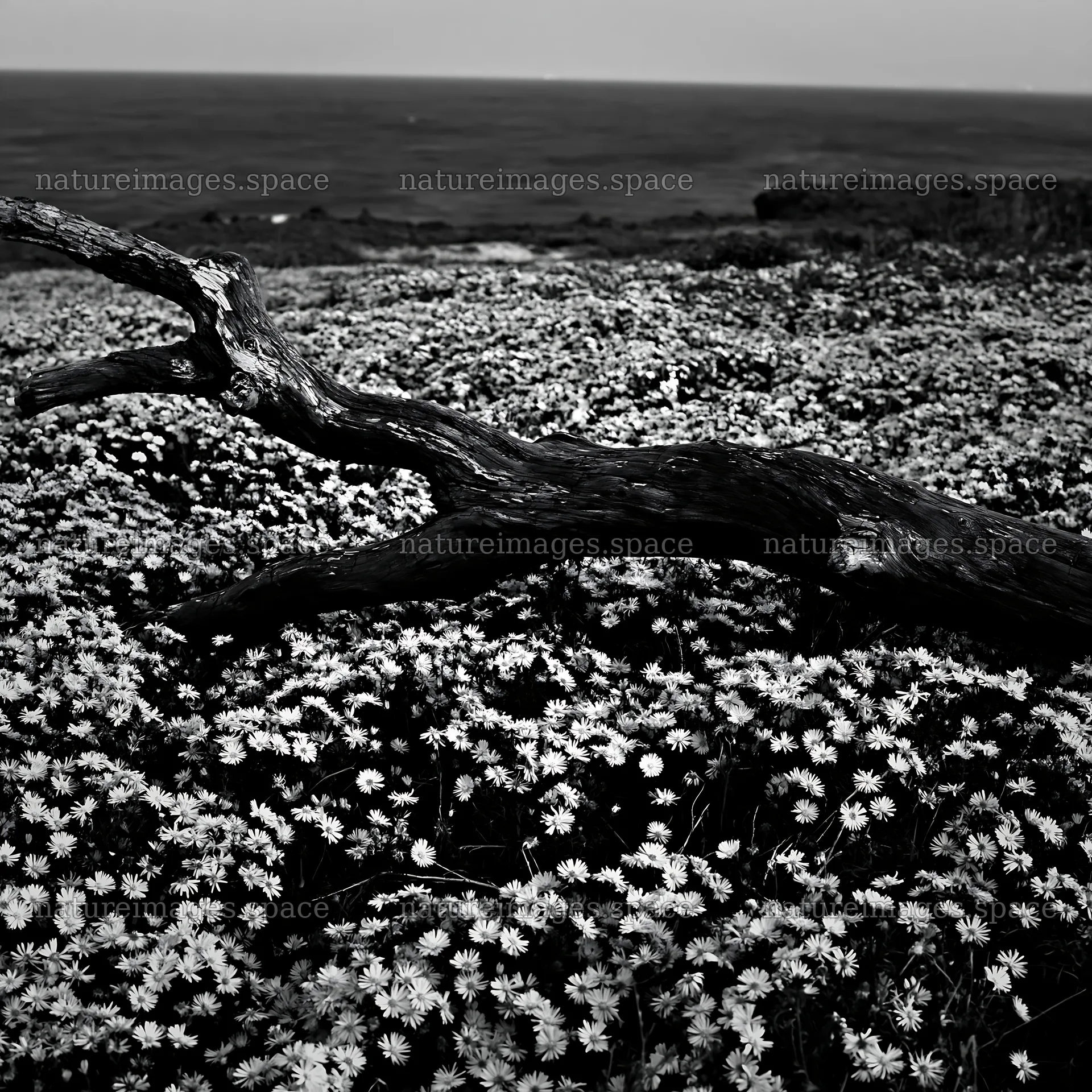 Chiba coastal climate meadow driftwood foreground captures nature – nature images 7938x7938