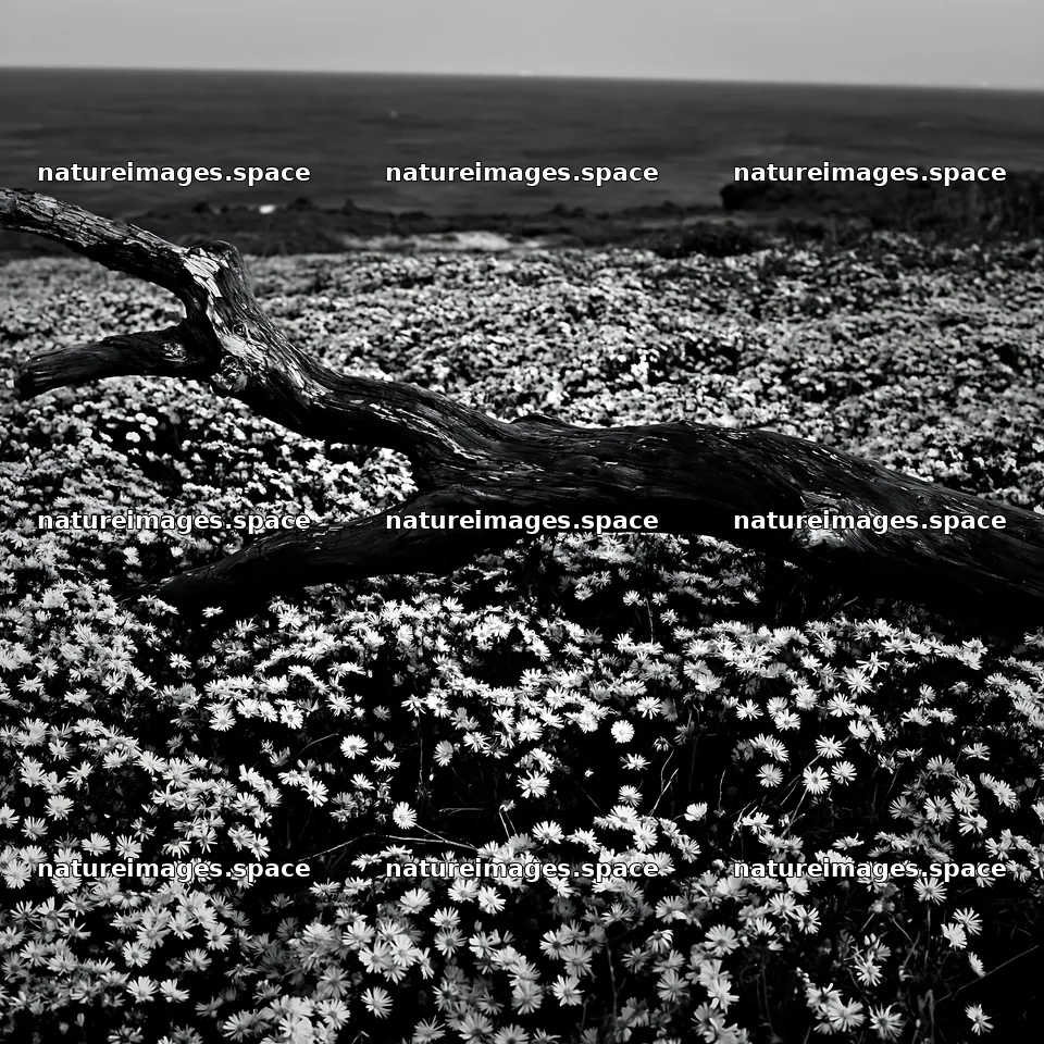 Chiba coastal climate meadow driftwood foreground captures nature – nature images 7938x7938