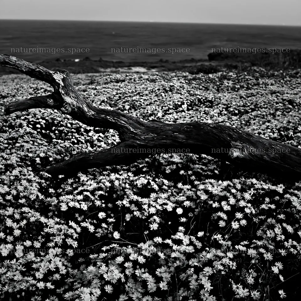 Chiba coastal climate meadow driftwood foreground captures nature – nature images 7938x7938
