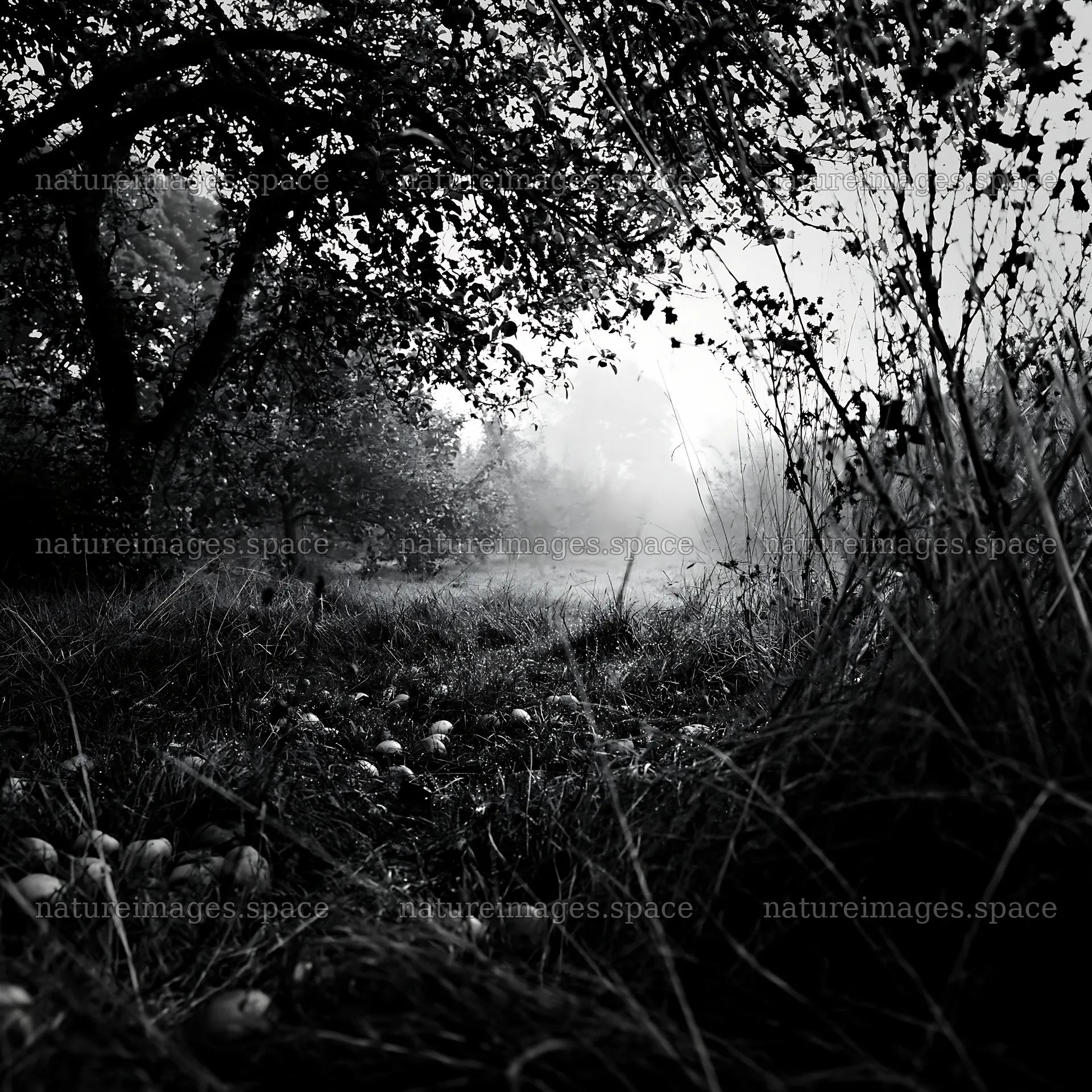 Moody orchard meadow during early morning fog – nature images 7938x7938