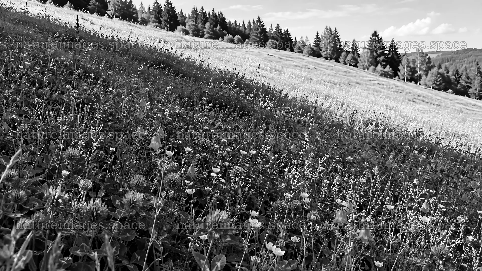 Backlit Wildflower Meadow at Forest Edge – nature images 10324x5812