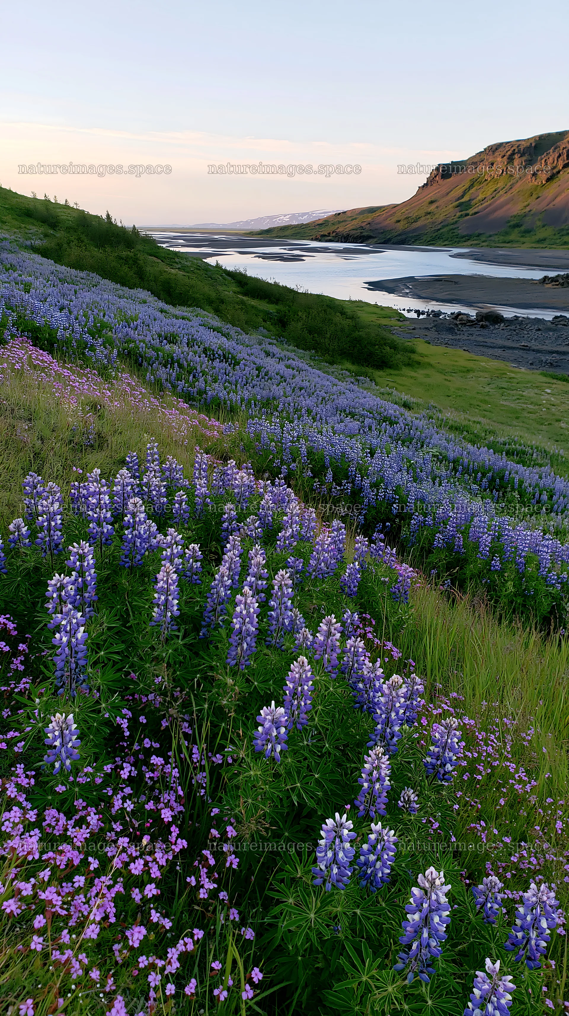 Regenerative meadow filled with purple flowers near a river – nature images 5938x10608