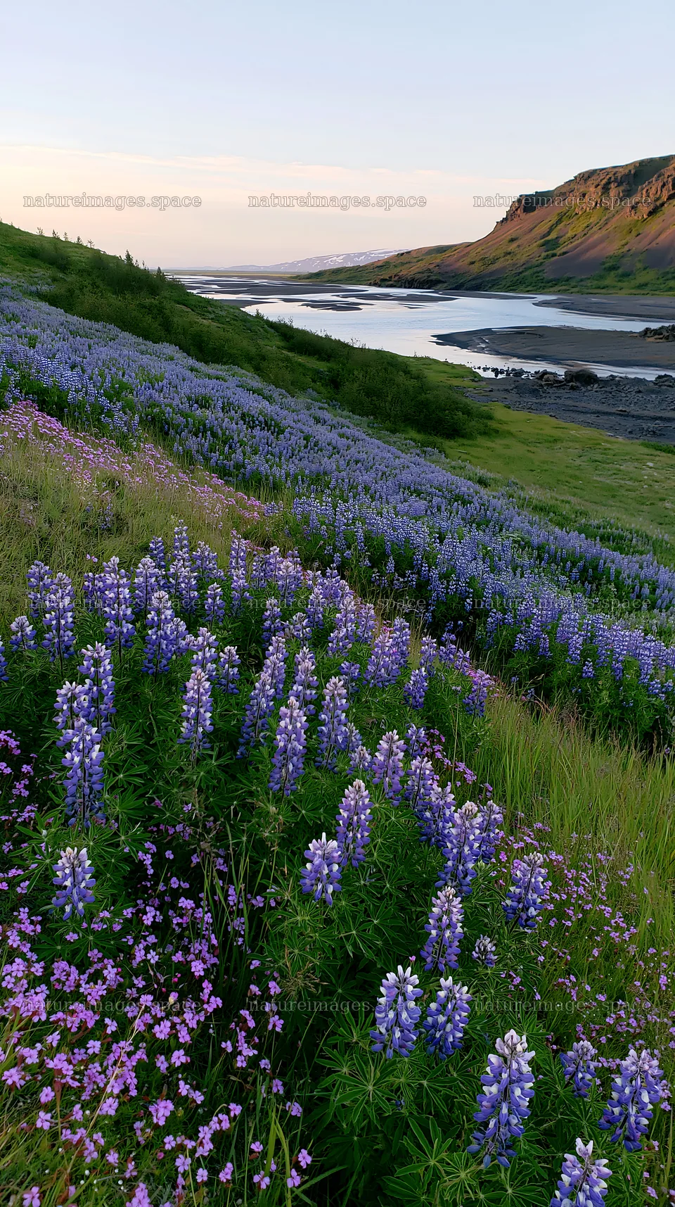 Regenerative meadow filled with purple flowers near a river – nature images 5938x10608