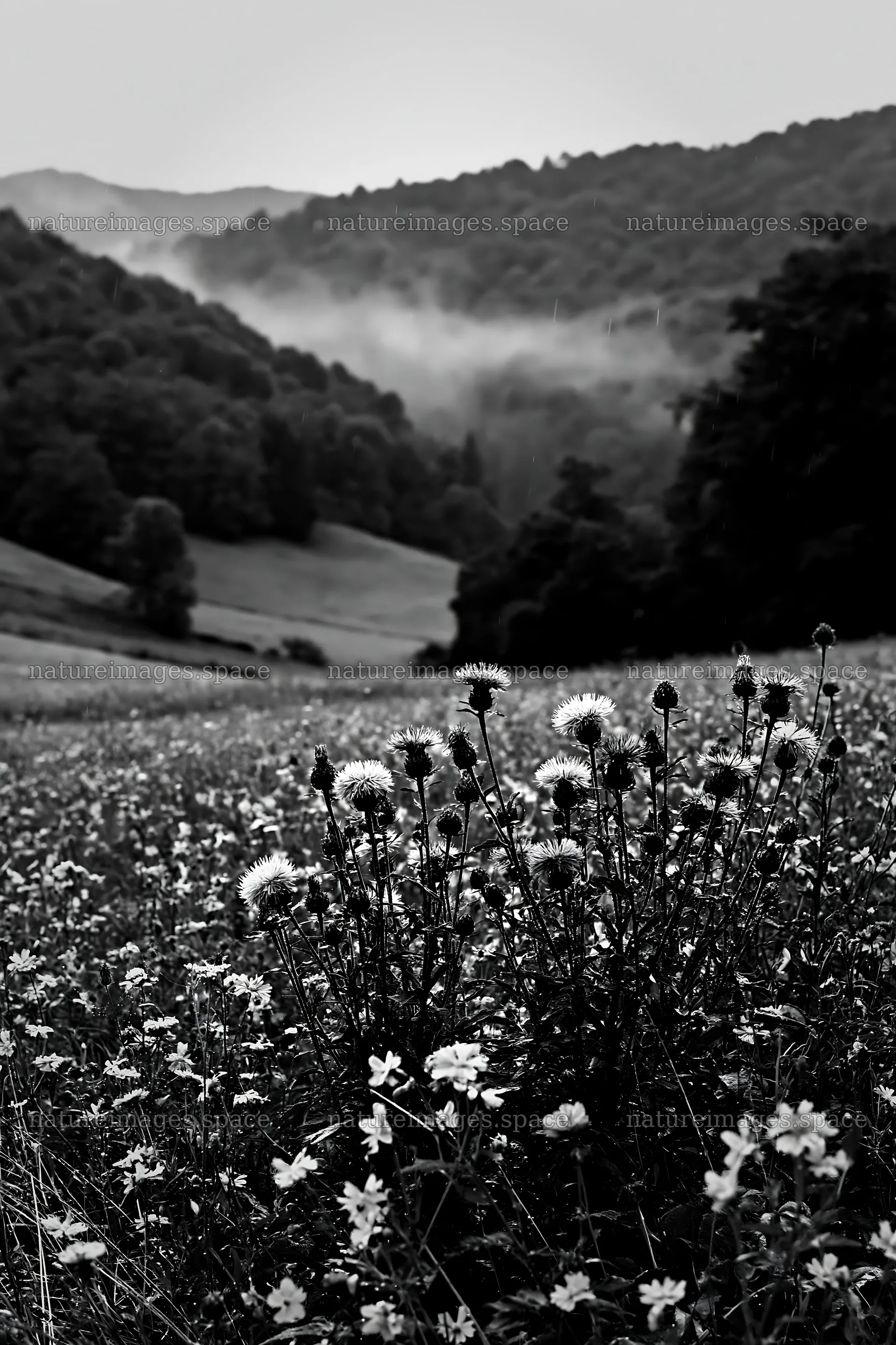 Rolling valley meadows with wildflowers and mountains – nature images 6480x9722