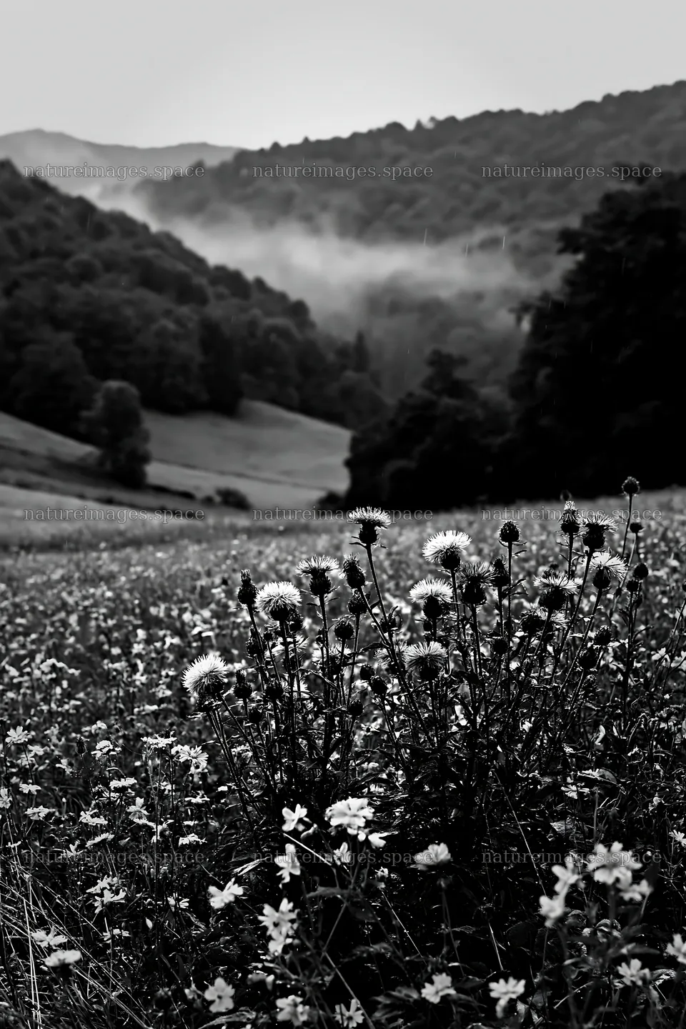 Rolling valley meadows with wildflowers and mountains – nature images 6480x9722