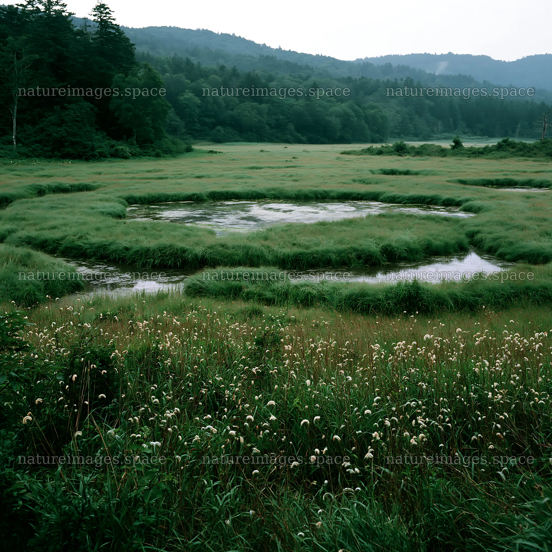 Iwate rain refreshed meadow seedhead foreground – nature images 7938x7938