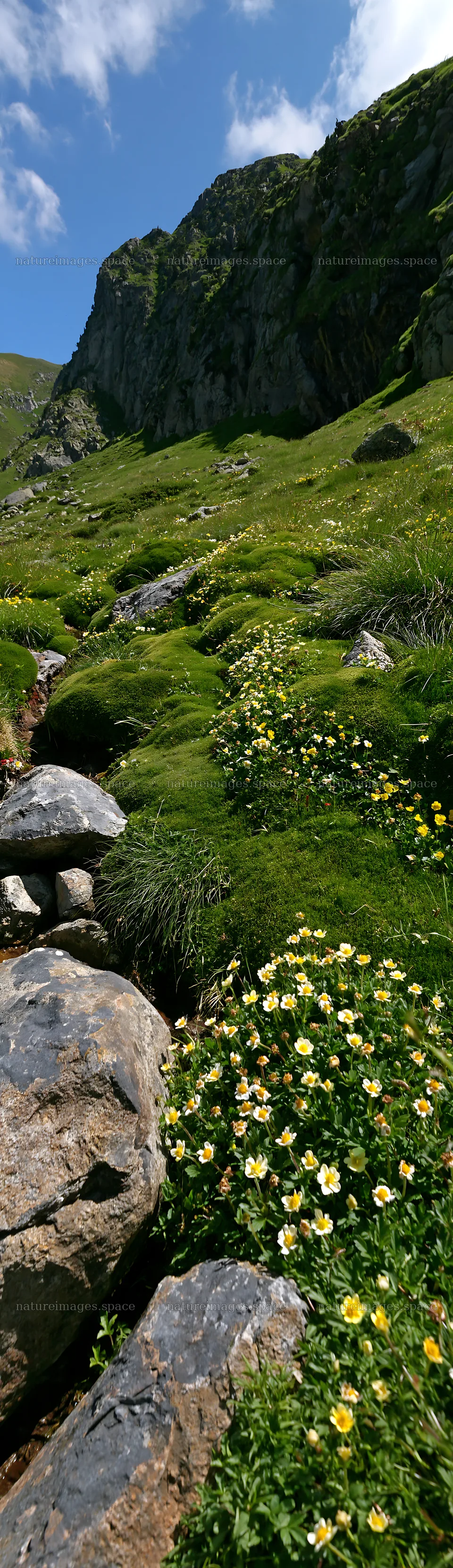 Mossy boulder meadow with yellow flowers under blue sky – nature images 4268x14762