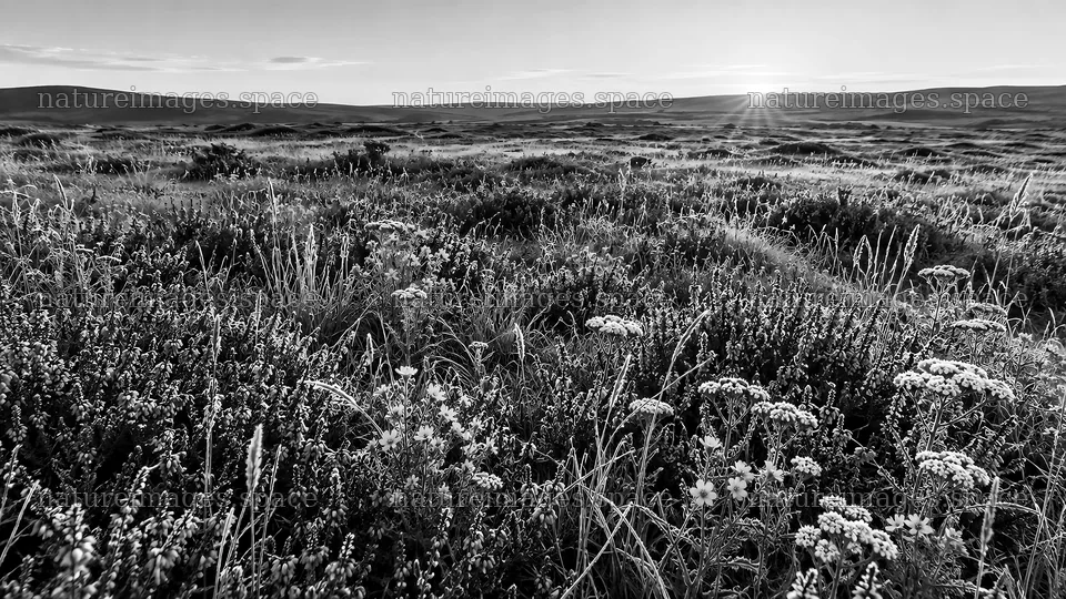 Monochrome Wildflower Meadow at the Horizon – nature images 10324x5812