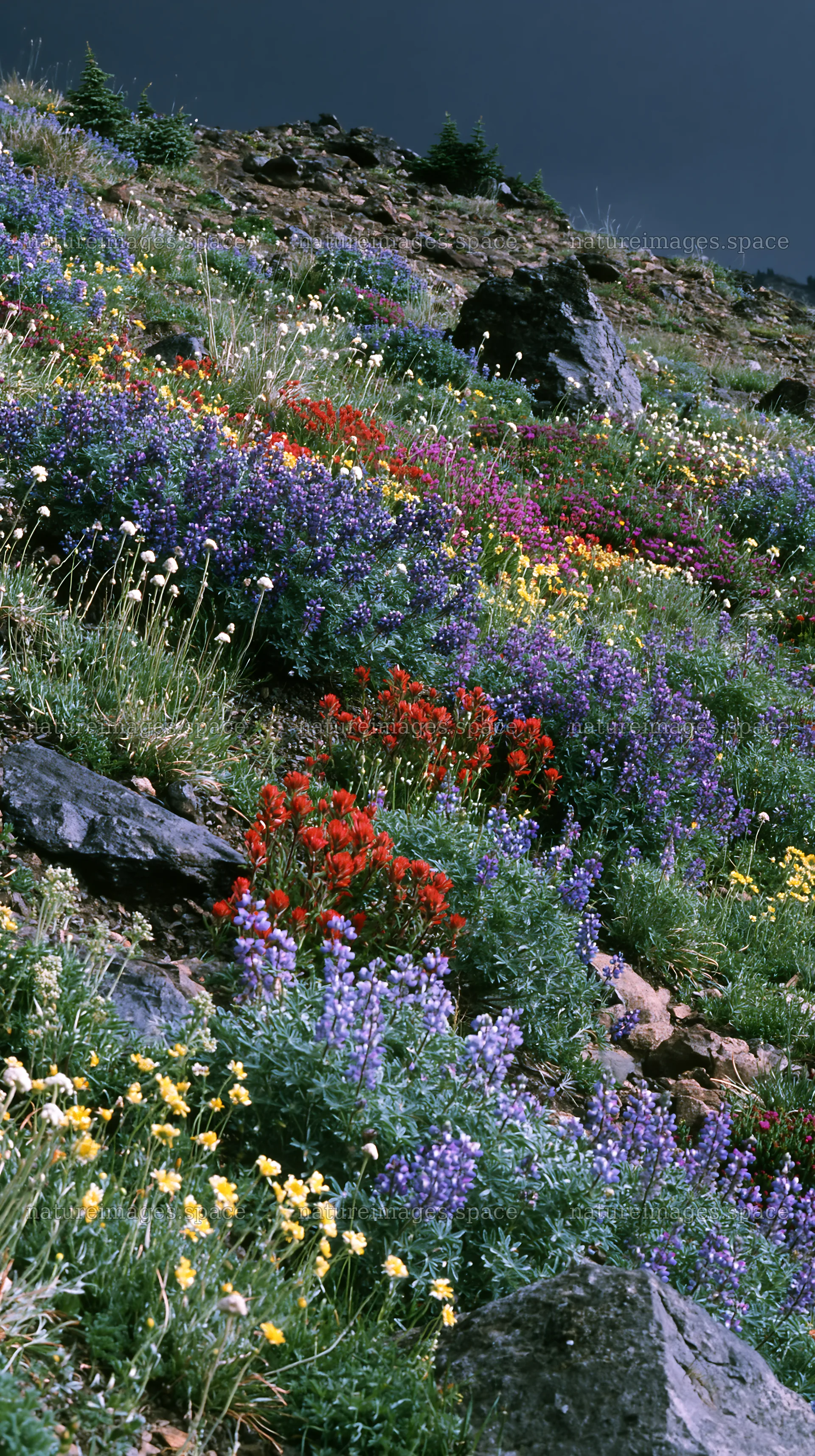 Vibrant flowers in a climate-resilient meadow – nature images 5938x10608
