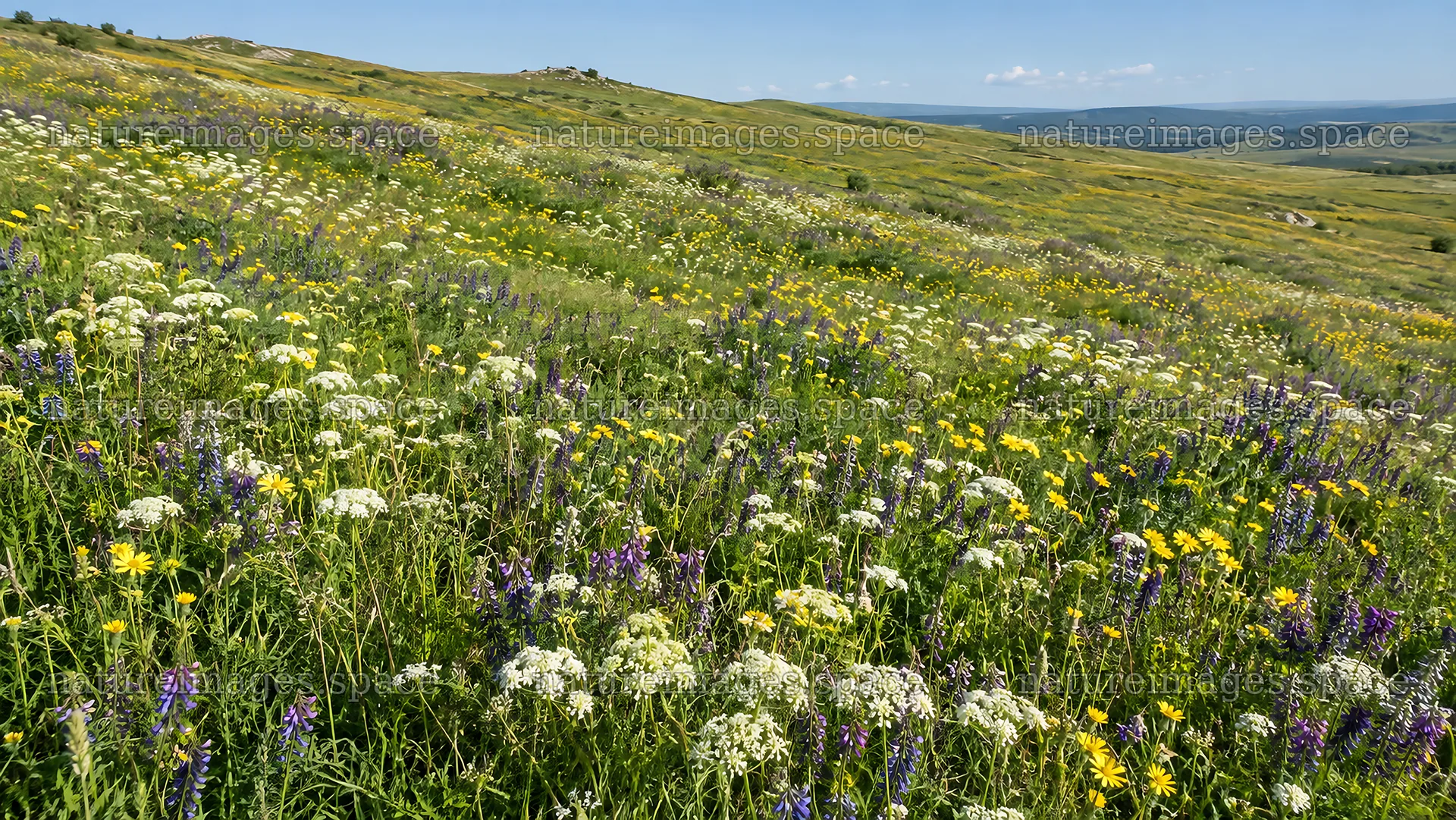 Wildflower Meadow Across Rolling Hills – nature images 10324x5812