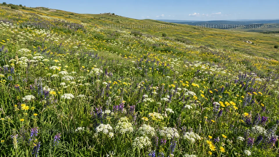 Wildflower Meadow Across Rolling Hills – nature images 10324x5812