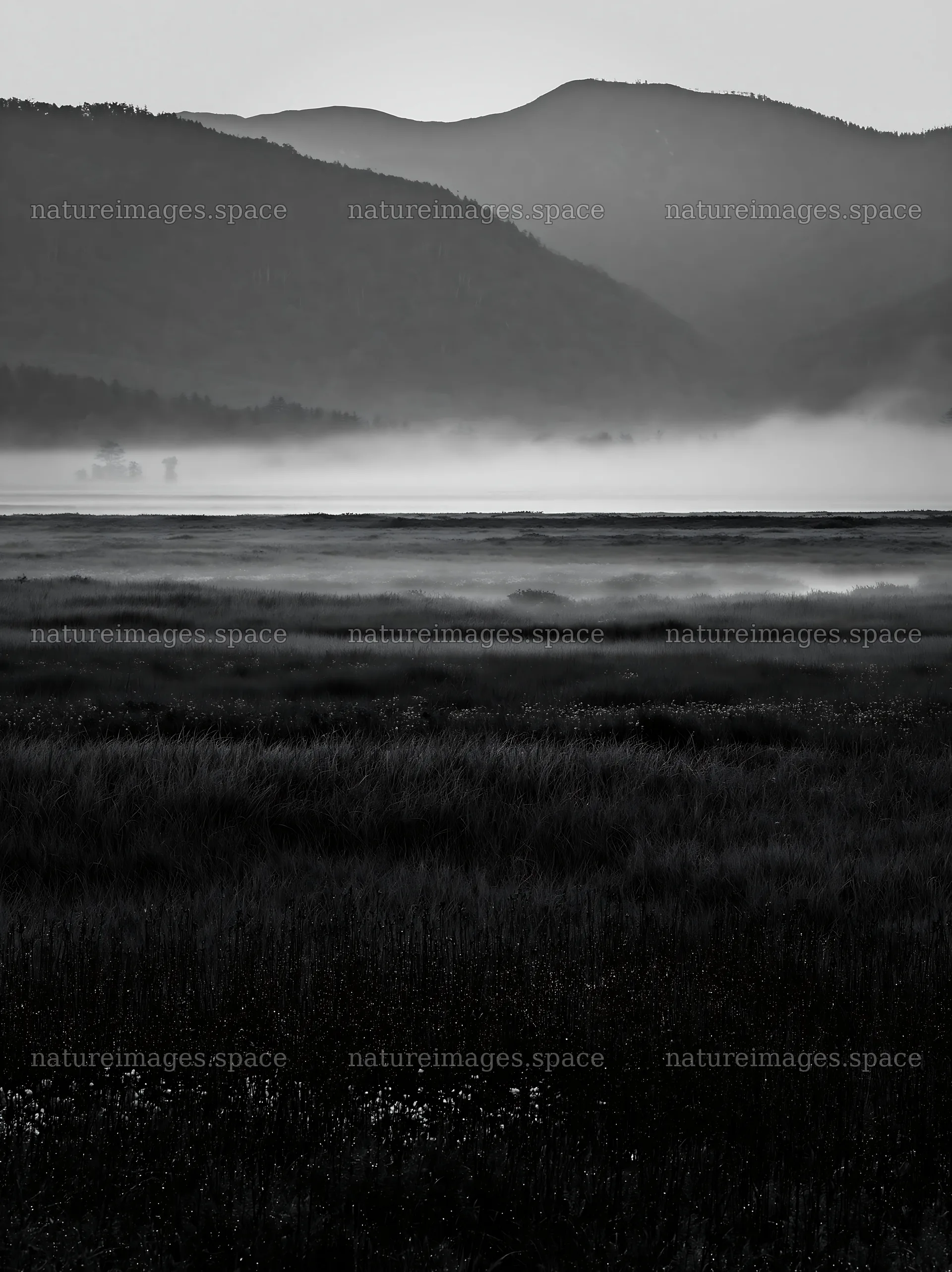 Akita snowmelt meadow with silver grasses at dawn – nature images 6866x9174