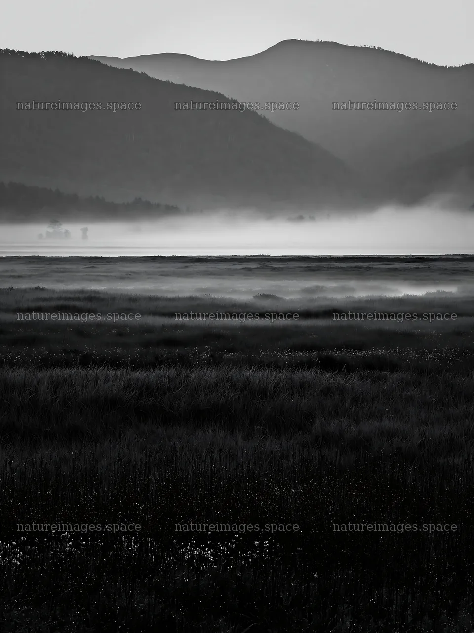 Akita snowmelt meadow with silver grasses at dawn – nature images 6866x9174