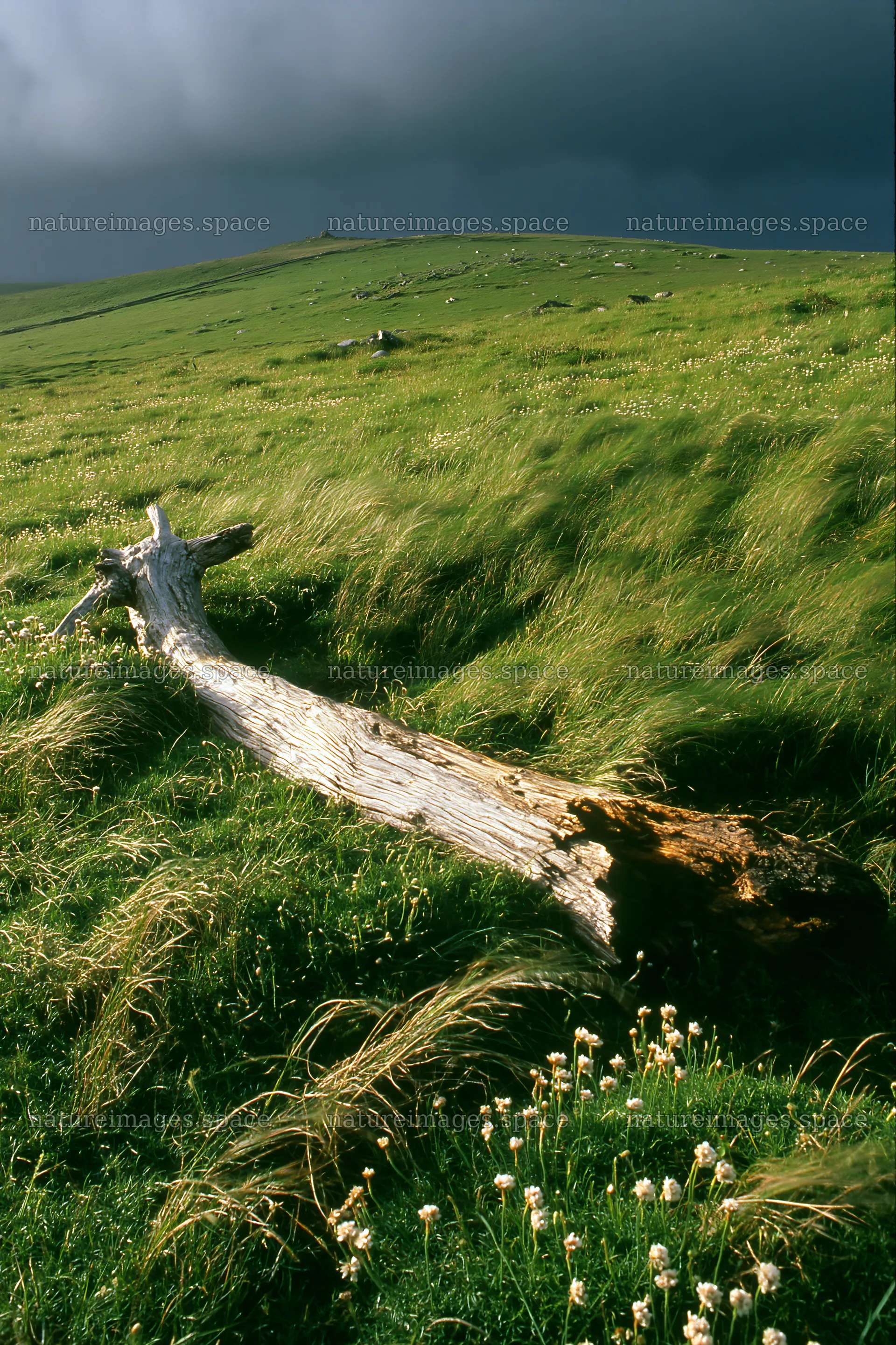 Weathered log in a green meadow under dark clouds – nature images 6480x9722