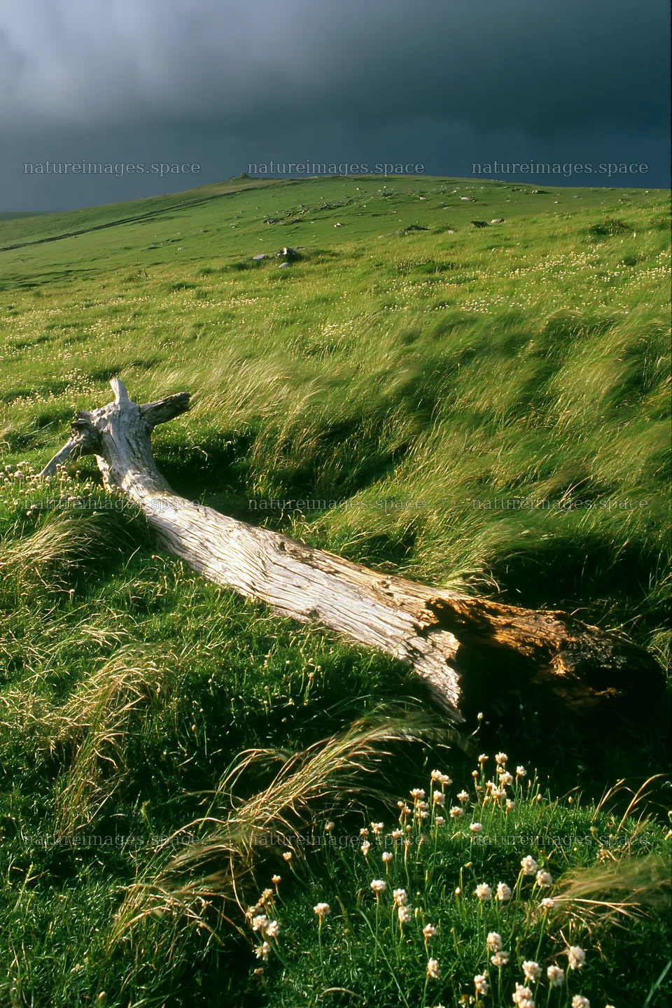 Weathered log in a green meadow under dark clouds – nature images 6480x9722