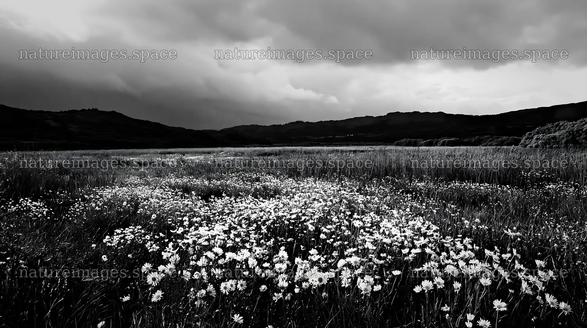 Saga floodplain meadow with reed foreground and cloudy sky – nature images 10608x5938
