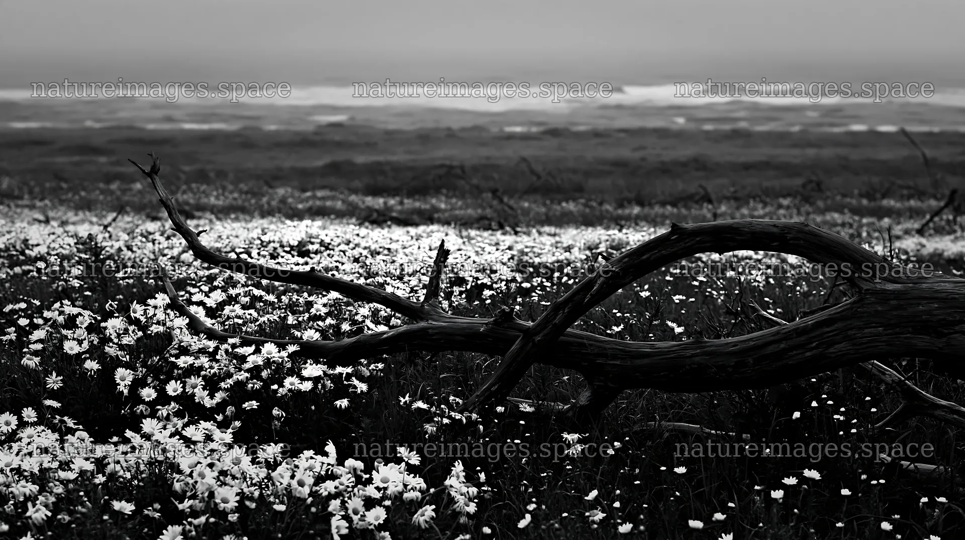 Ishikawa coastal meadow with storm washed driftwood – nature images 10608x5938