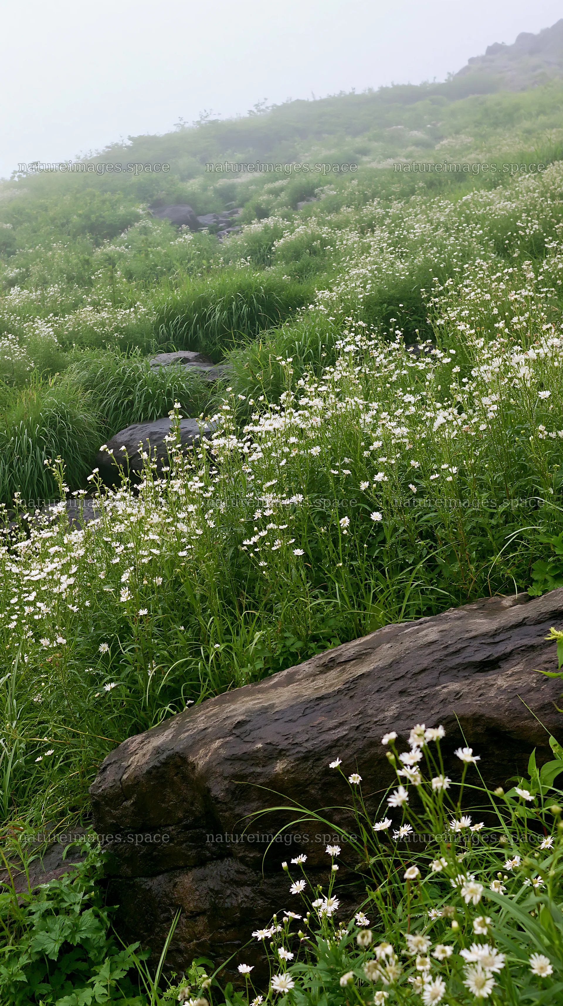 Kumamoto volcanic meadow with dark rock foreground – nature images 5938x10608