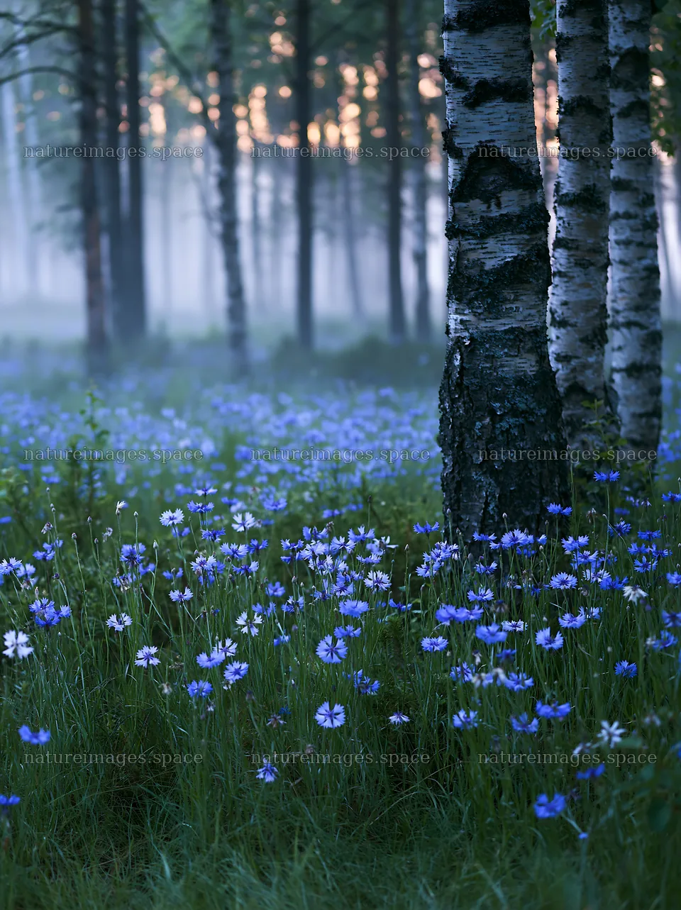 Misty forest meadow with wildflowers and trees in early morning – nature images 6866x9174