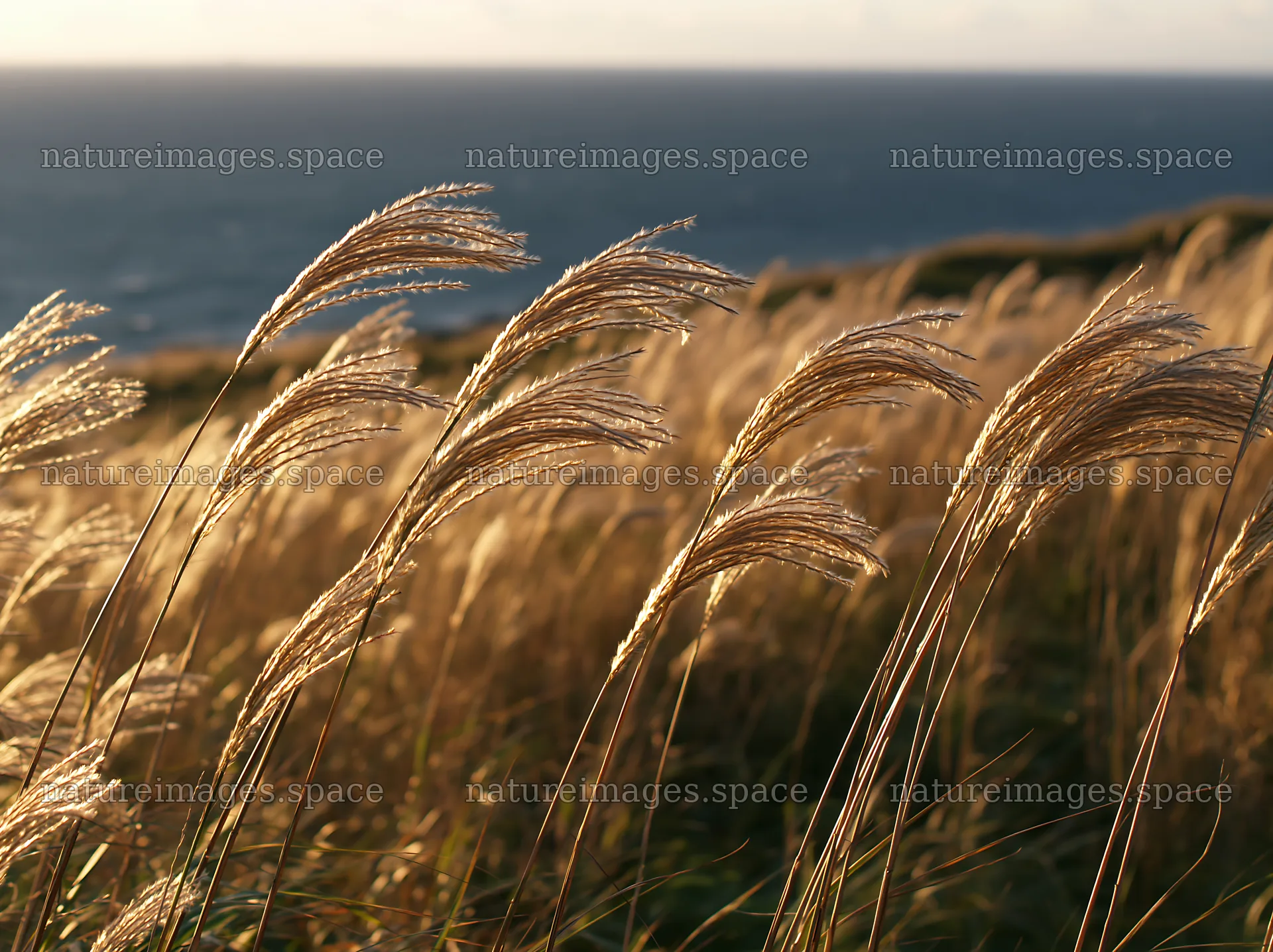 Climate-resilient Hokkaido silver grass meadow seedheads sway in wind – nature images 9174x6866