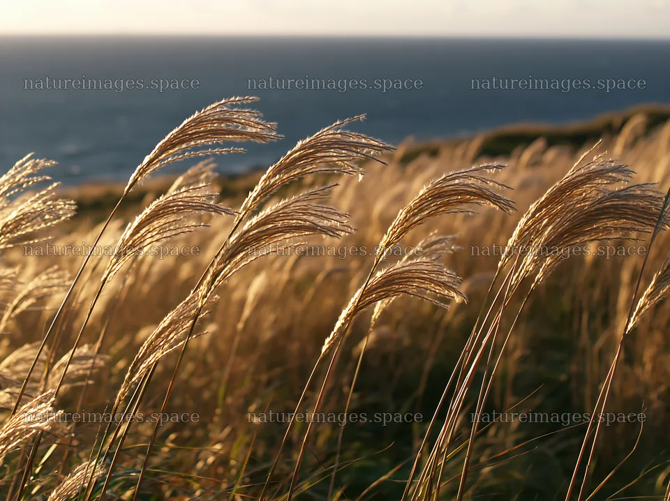 Climate-resilient Hokkaido silver grass meadow seedheads sway in wind – nature images 9174x6866