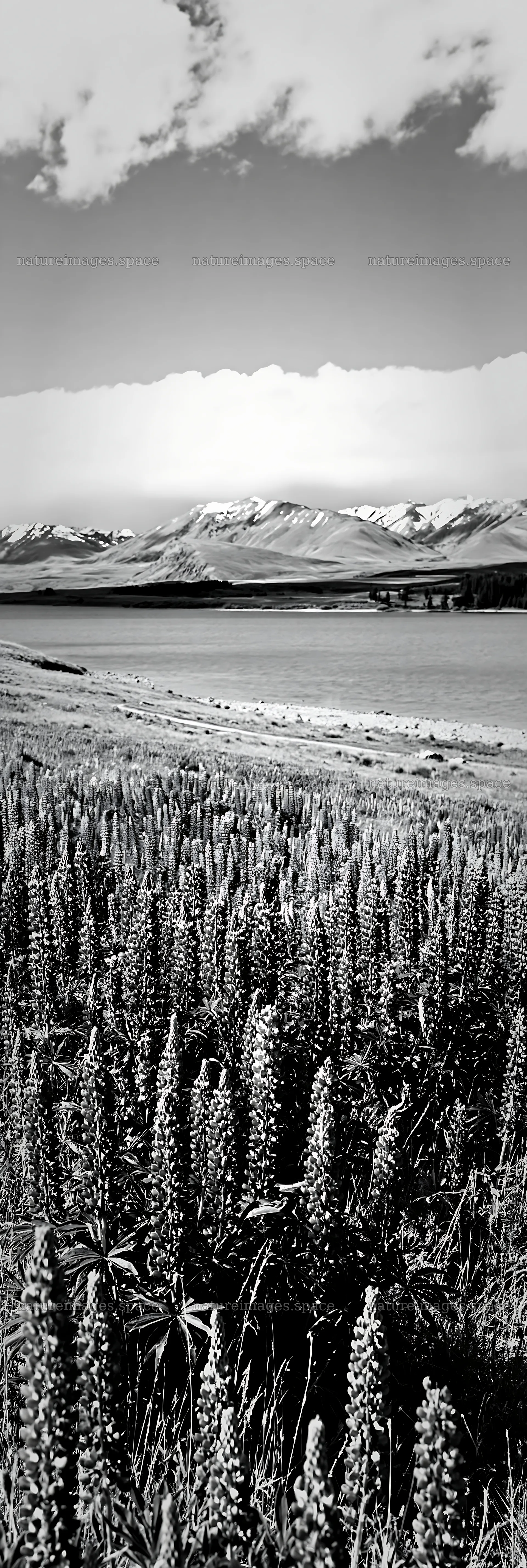 Lake Tekapo meadow snowy alps with purple flowers – nature images 4602x13690