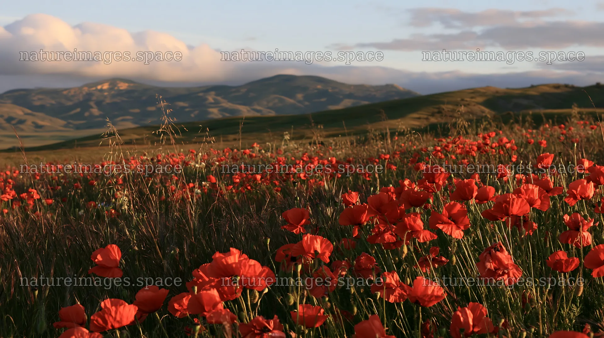 Cloudy foothill meadow with red flowers in natural setting – nature images 10608x5938